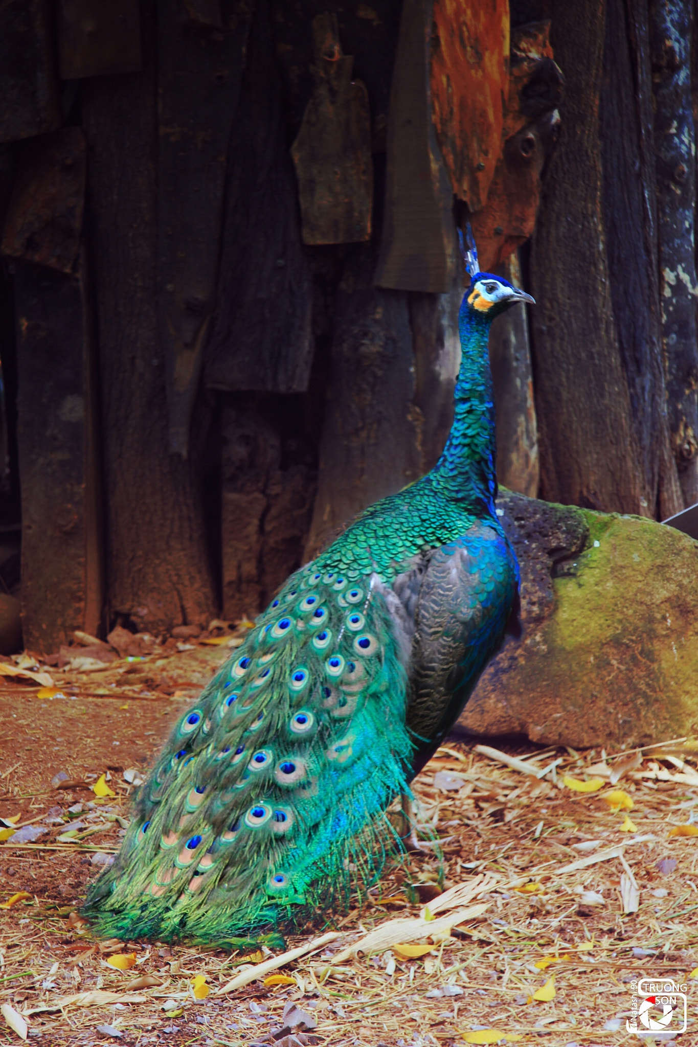 Canon EF-S 17-85mm F4-5.6 IS USM sample photo. Peacock photography