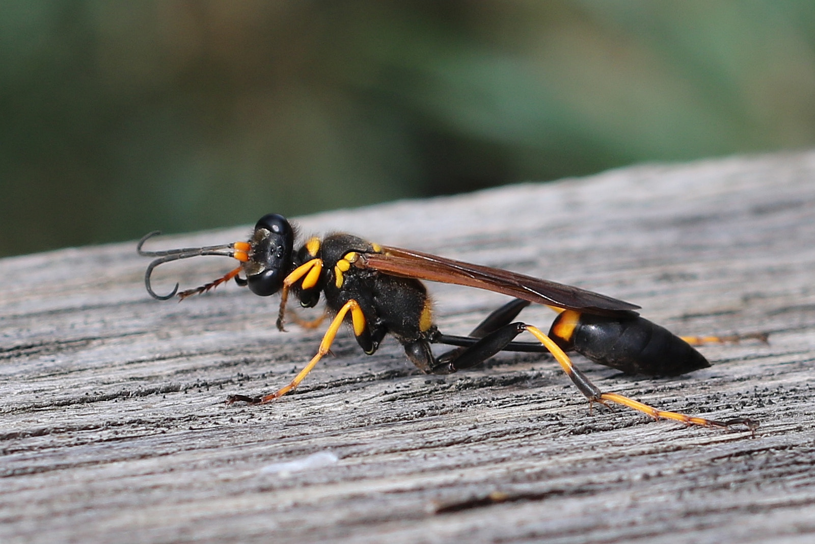 Canon EOS 760D (EOS Rebel T6s / EOS 8000D) + Canon EF 50mm f/1.8 sample photo. Jaune et noir photography