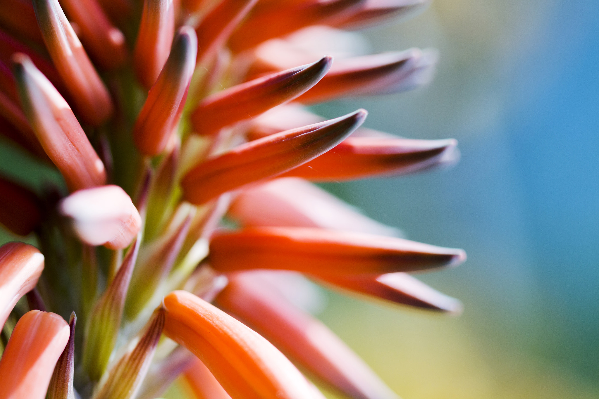 Canon EOS 650D (EOS Rebel T4i / EOS Kiss X6i) + Canon EF 100mm F2.8L Macro IS USM sample photo. Aloe flower photography