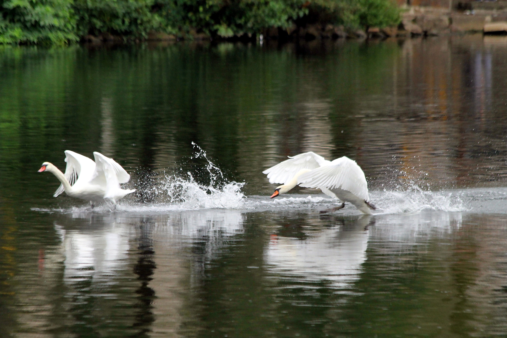 Canon EF 70-300mm F4-5.6 IS USM sample photo. ... photography