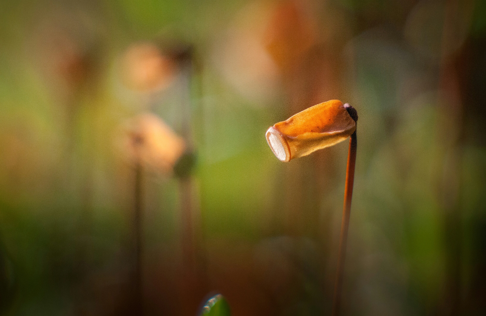 Canon EF 35-80mm f/4-5.6 sample photo
