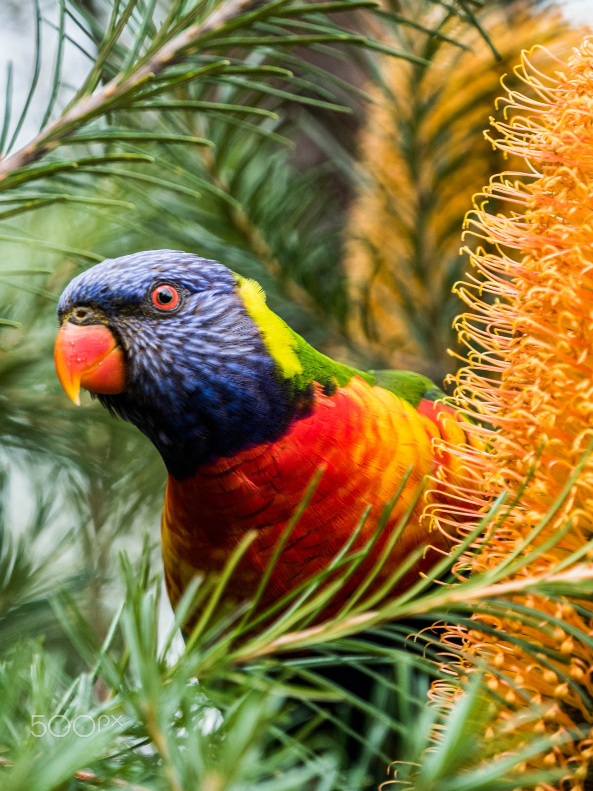 Olympus OM-D E-M5 II + Olympus M.Zuiko Digital ED 40-150mm F2.8 Pro sample photo. Colourful lorikeet photography