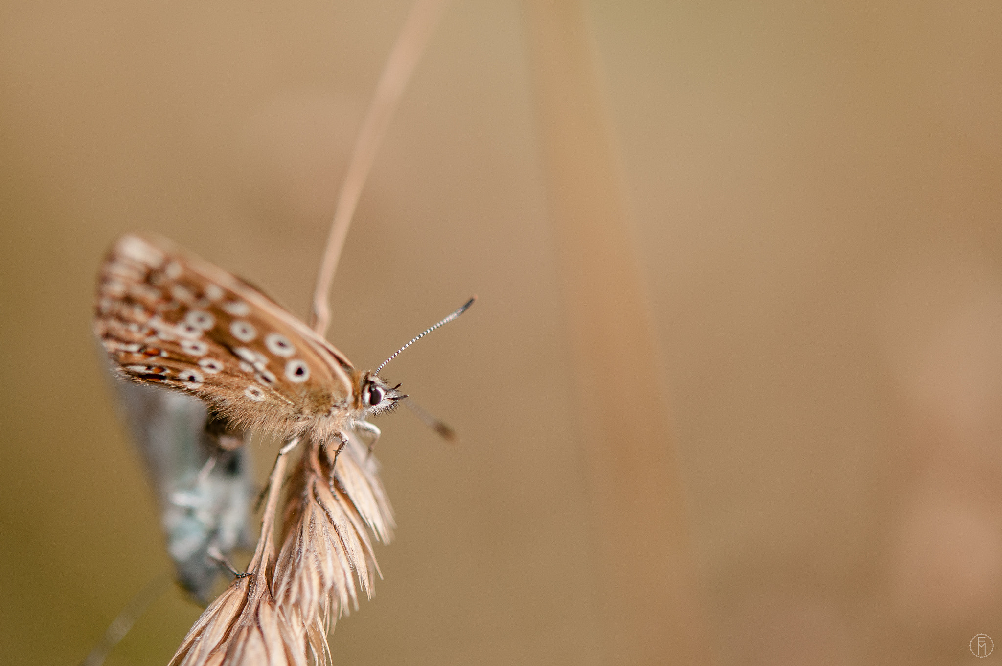 Nikon AF-S Micro-Nikkor 60mm F2.8G ED sample photo. Couple d'azuré commun (polyommatus icarus) photography