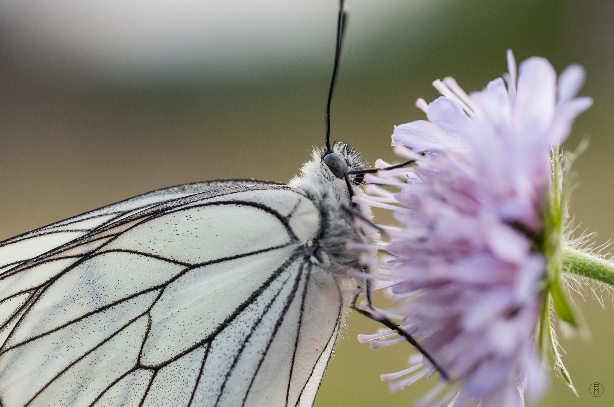 Nikon D300 + Nikon AF Micro-Nikkor 60mm F2.8D sample photo. Gazé (aporia crataegi) photography