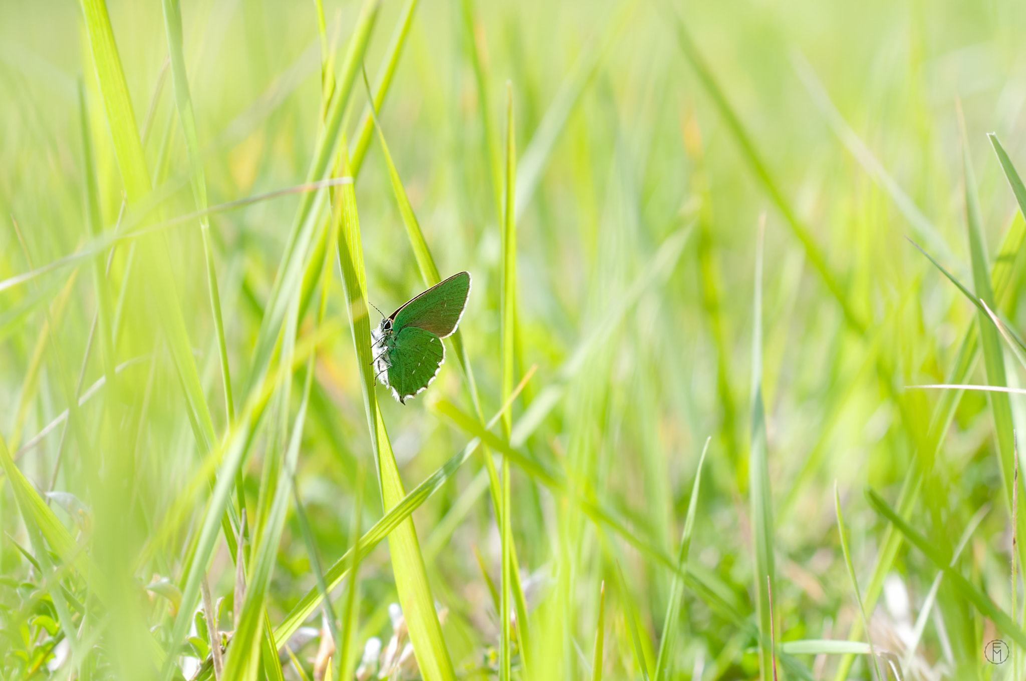 Nikon AF Micro-Nikkor 60mm F2.8D sample photo. Argus vert (callophrys rubi) photography