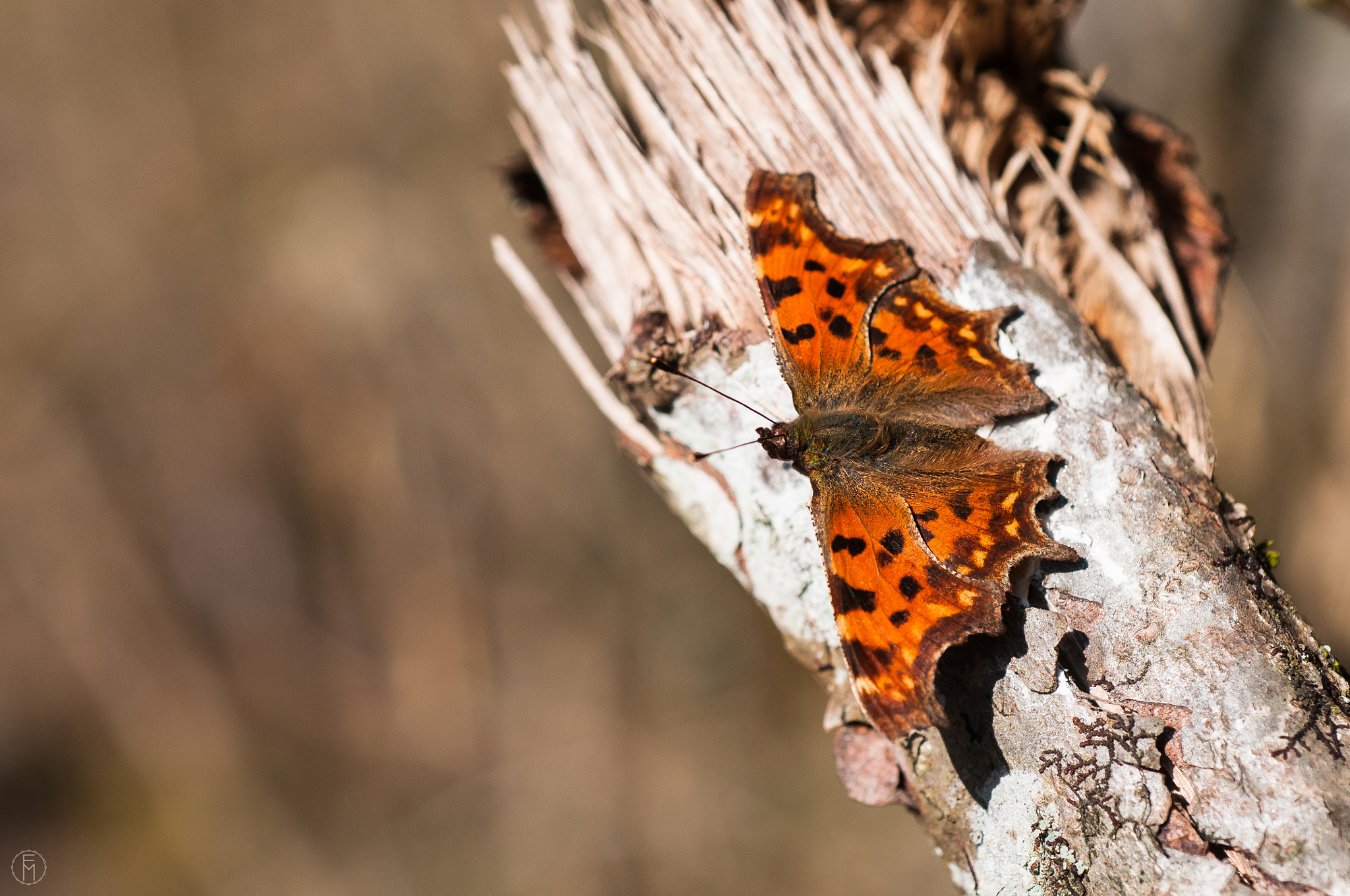 Nikon D300 sample photo. Robert le diable (polygonia c-album) photography