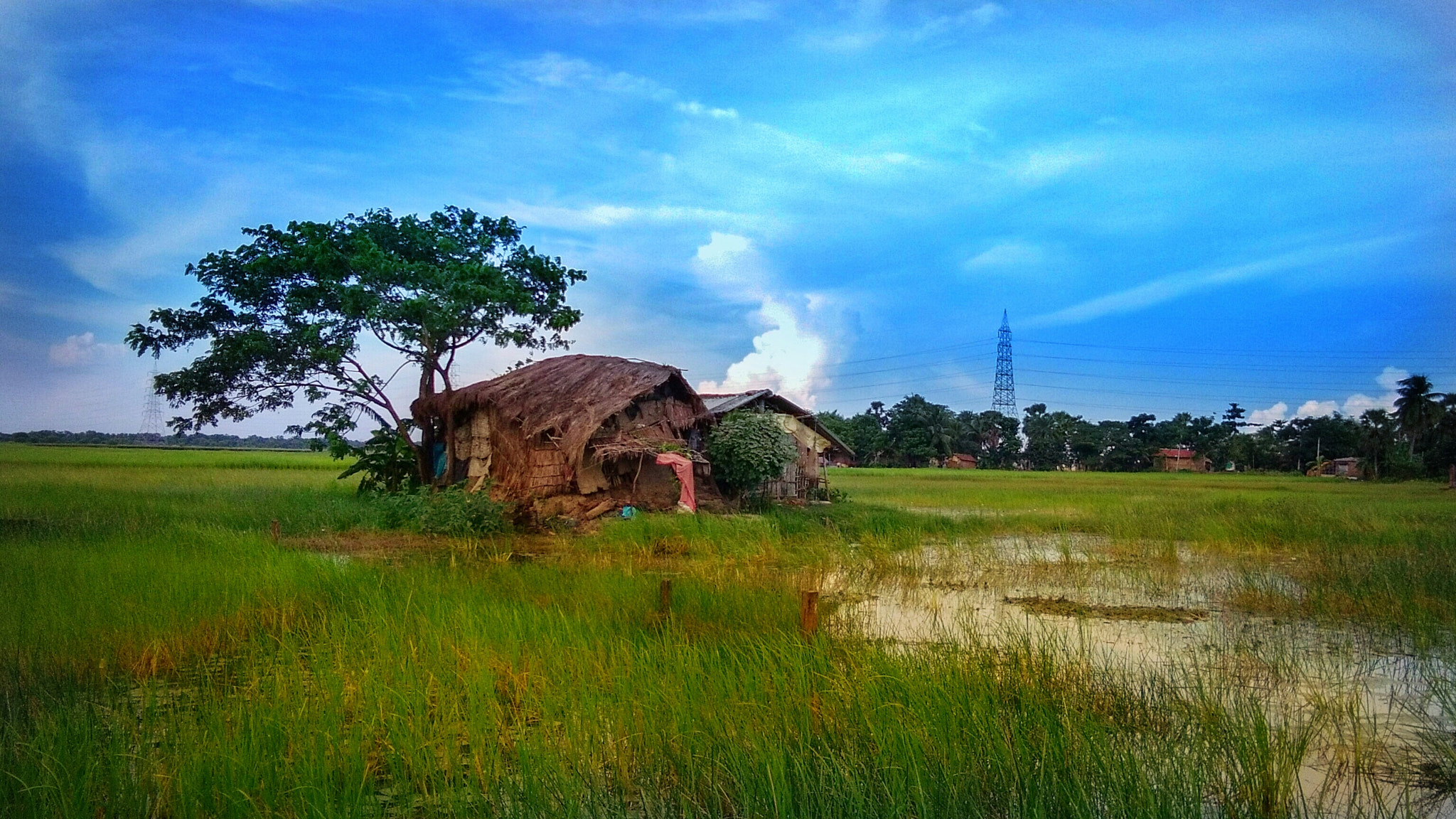 vivo Y51L sample photo. Gopal pur village south 24 parganas photography