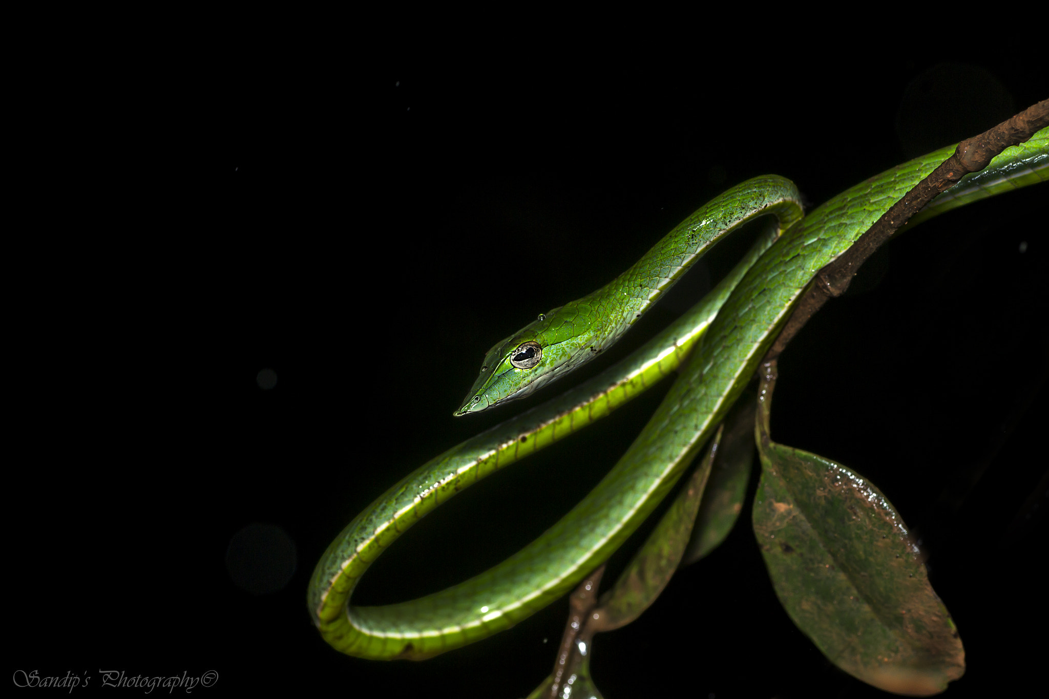 Canon EOS 600D (Rebel EOS T3i / EOS Kiss X5) + Tamron SP AF 90mm F2.8 Di Macro sample photo. Green beauty..... photography