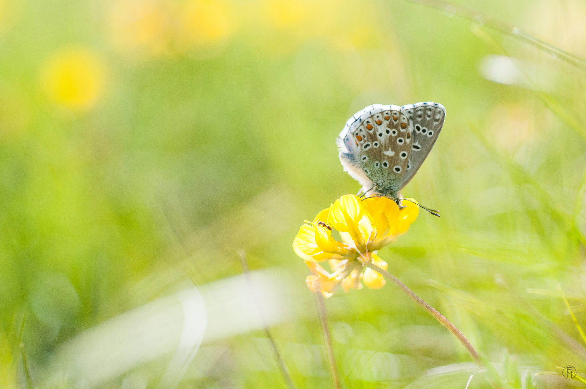 Nikon D300 + Nikon AF Micro-Nikkor 60mm F2.8D sample photo. Azuré commun (polyommatus icarus) photography