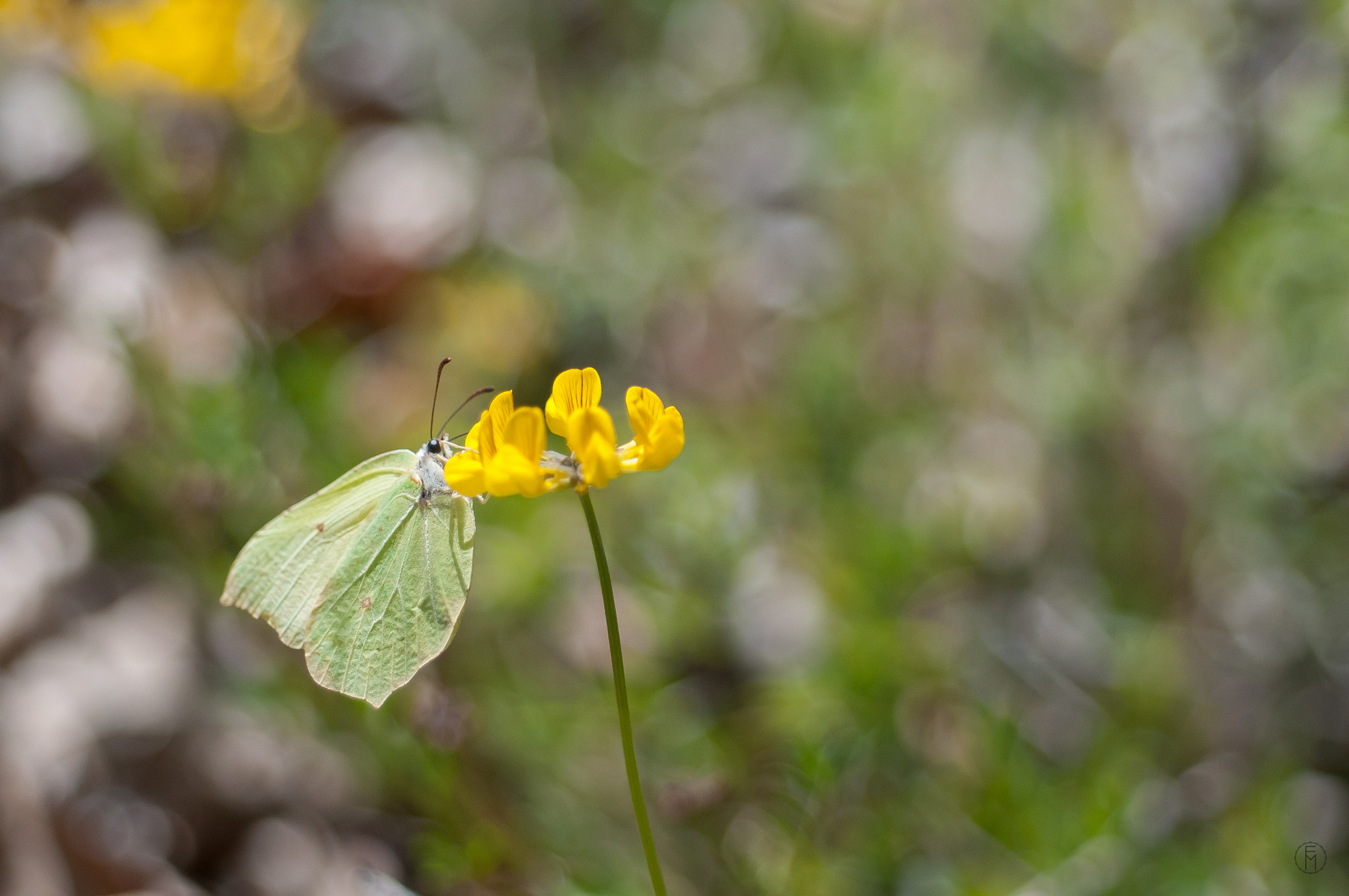 Nikon D300 + Nikon AF Micro-Nikkor 60mm F2.8D sample photo. Citron (gonepteryx rhamni) photography