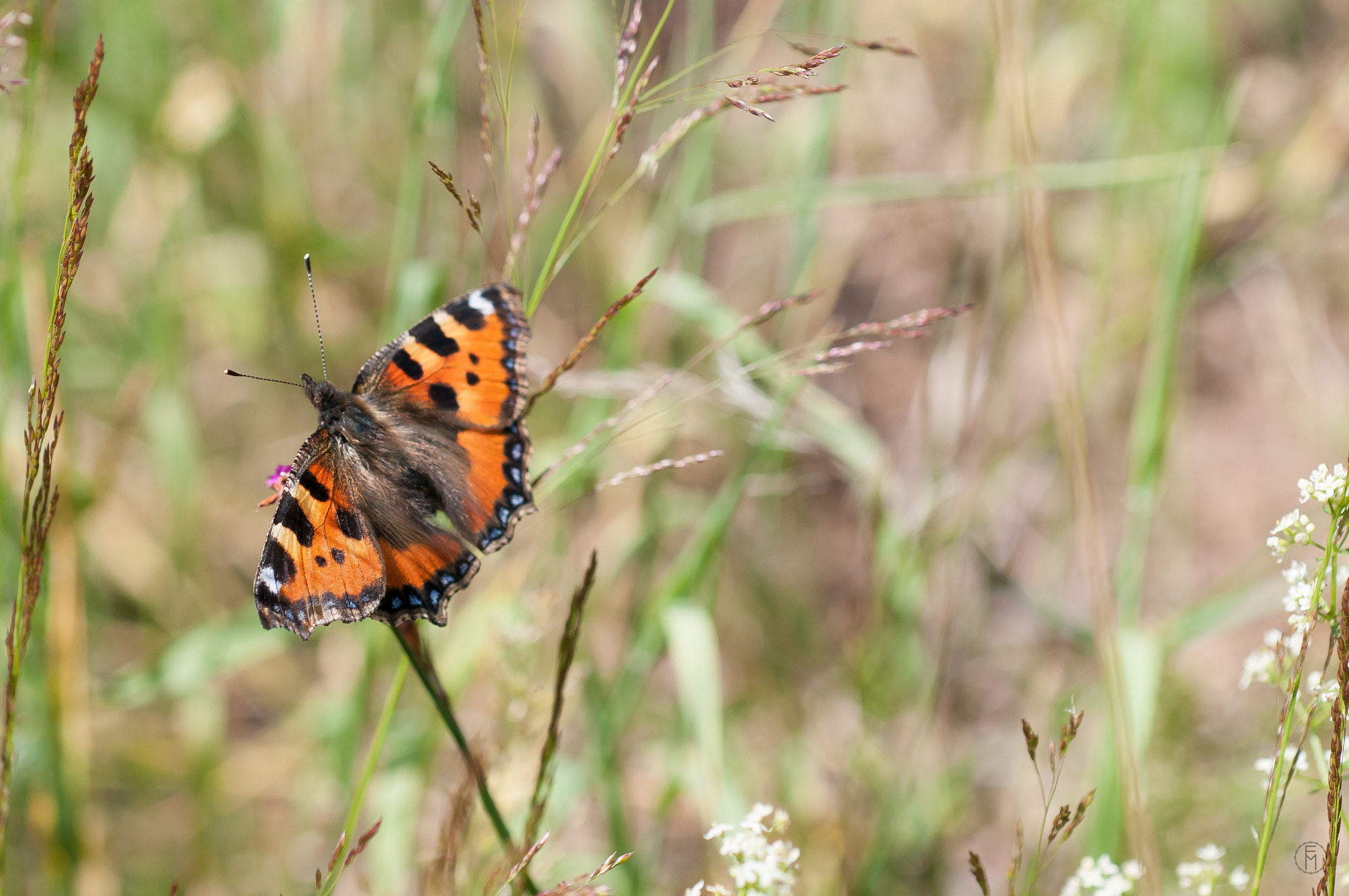 Nikon D300 sample photo. Petite tortue (aglais urticae) photography