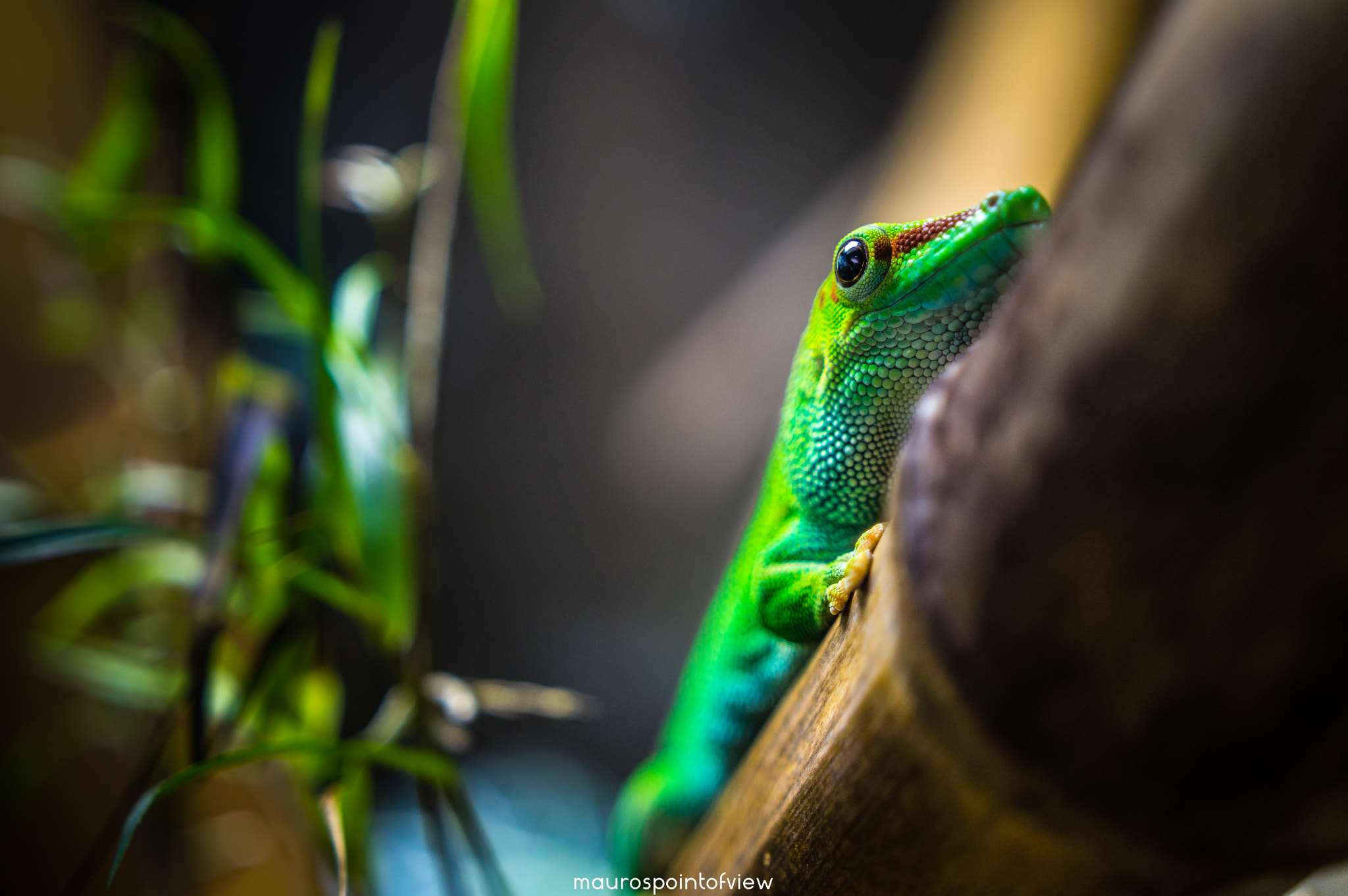 Pentax K-3 II sample photo. The day gecko. photography