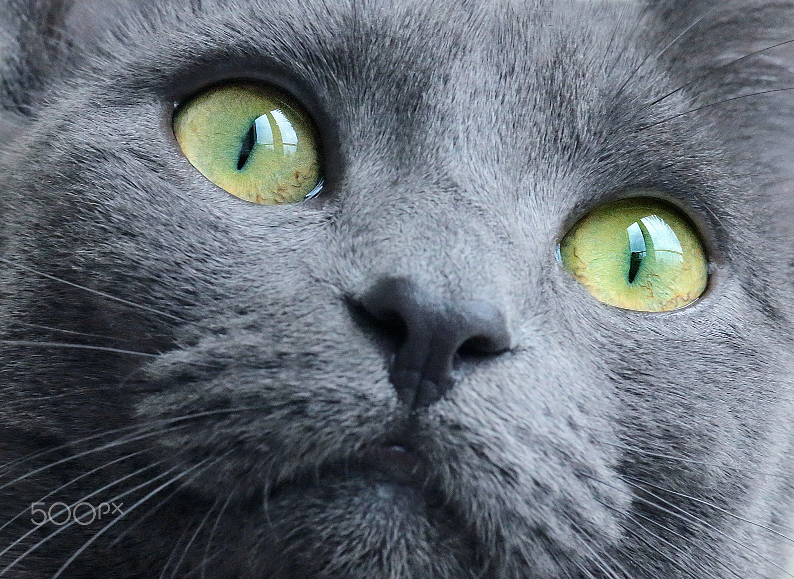 Canon EF 100mm F2.8 Macro USM sample photo. Eyes photography