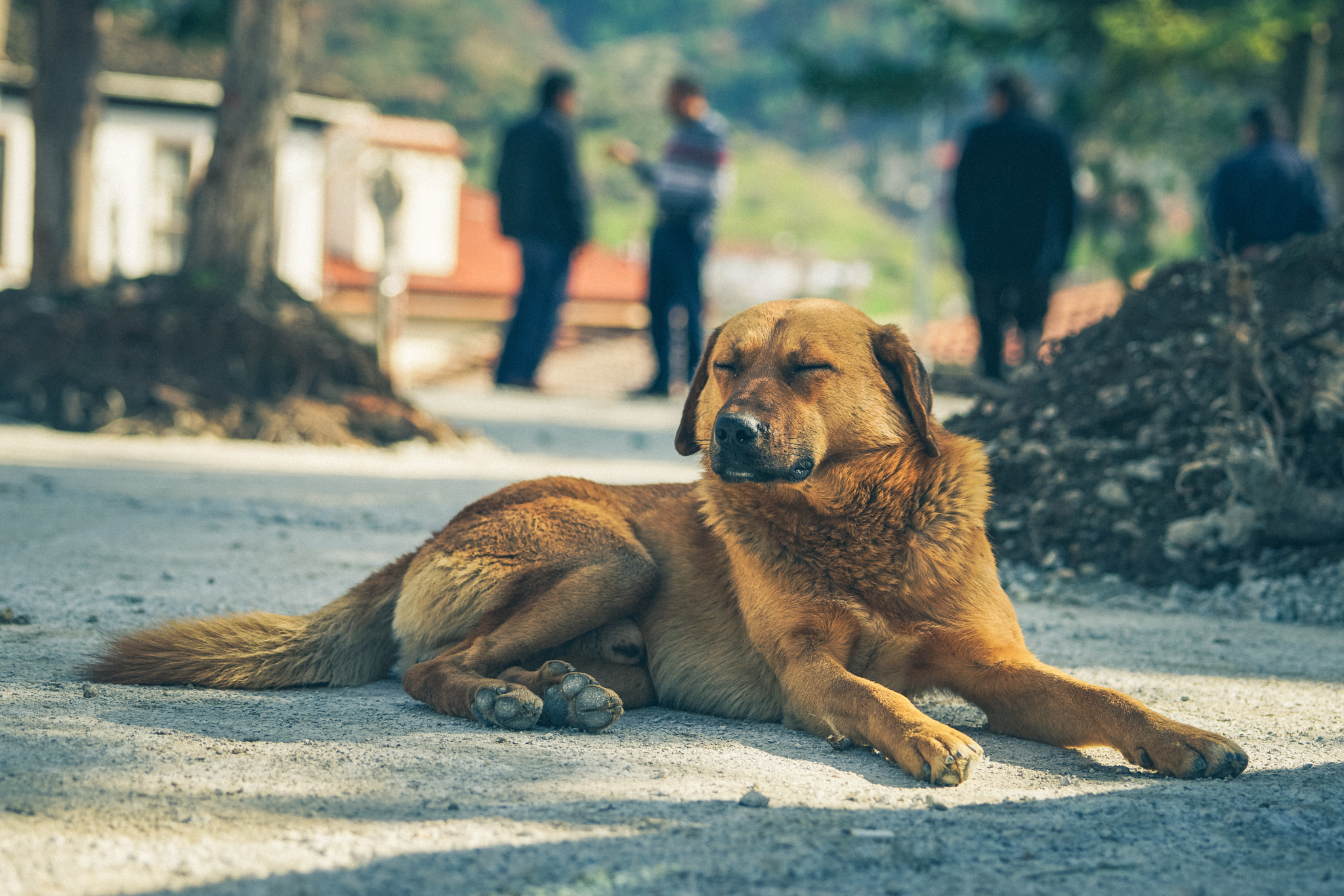 Sony a7 II + Sony 70-400mm F4-5.6 G SSM II sample photo. Dog photography