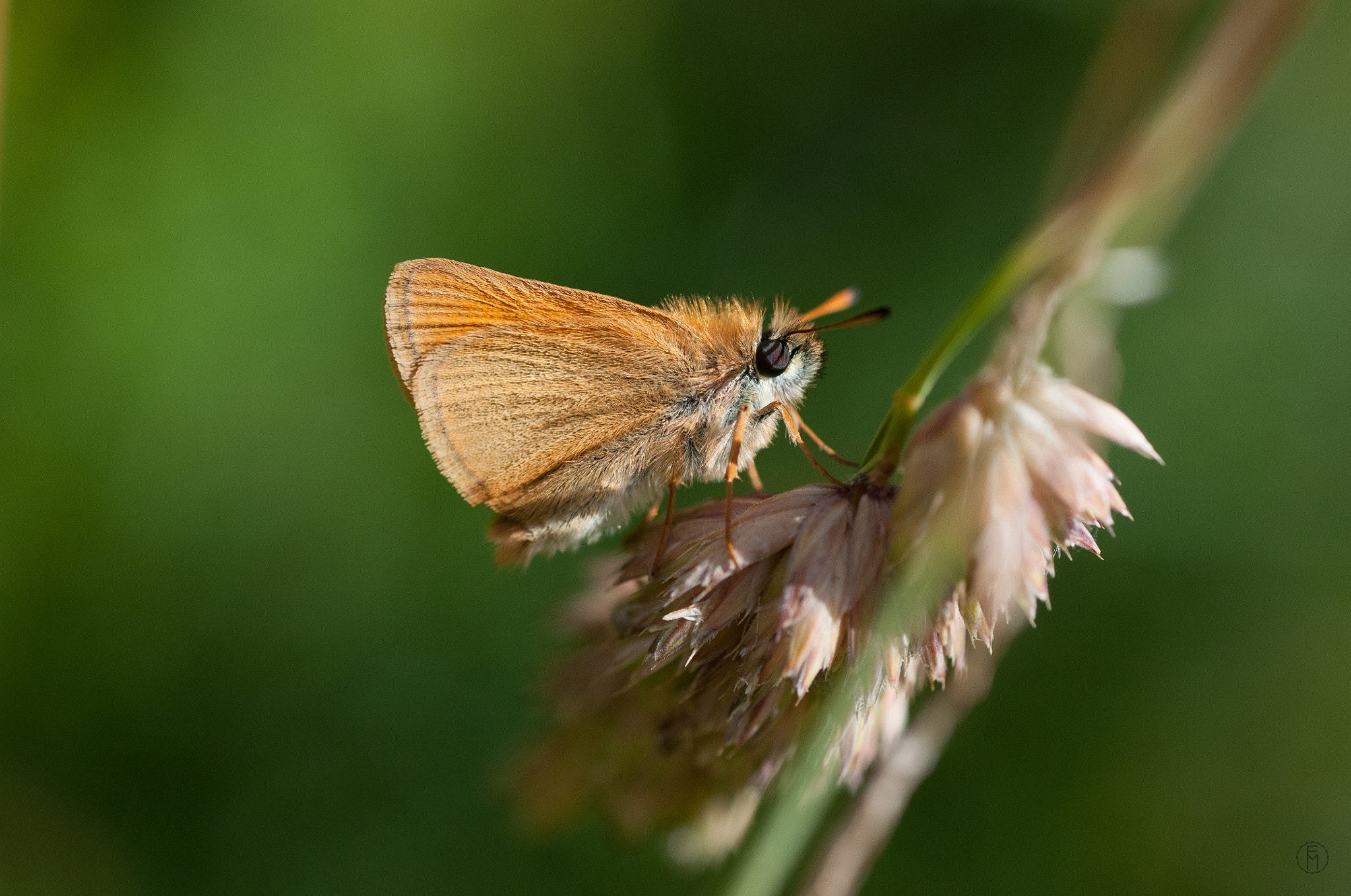 Nikon D300 + Nikon AF Micro-Nikkor 60mm F2.8D sample photo. Hespérie du chiendent (thymelicus acteon) photography