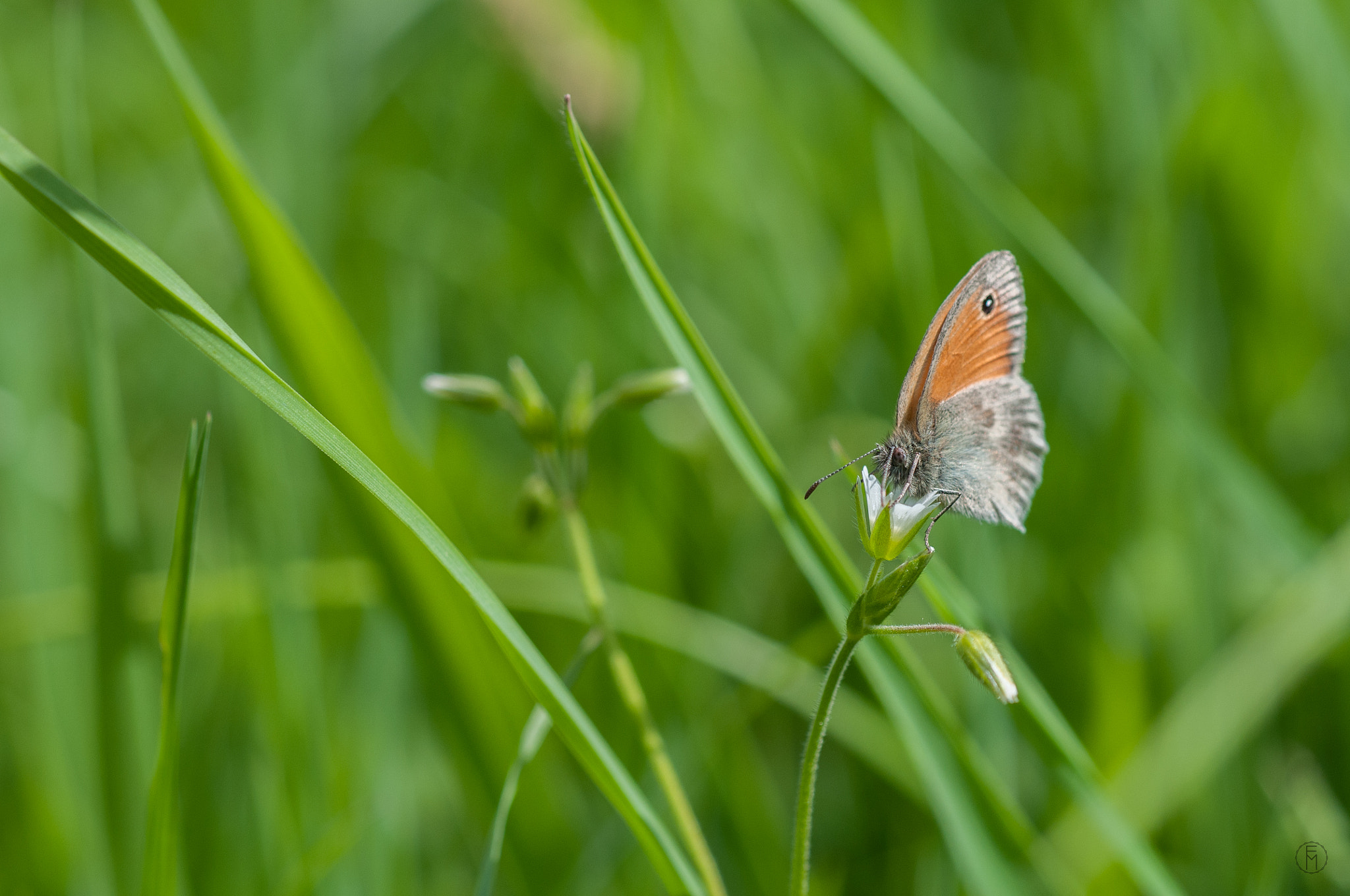 Nikon D300 sample photo. Procris (coenonympha pamphilus) photography