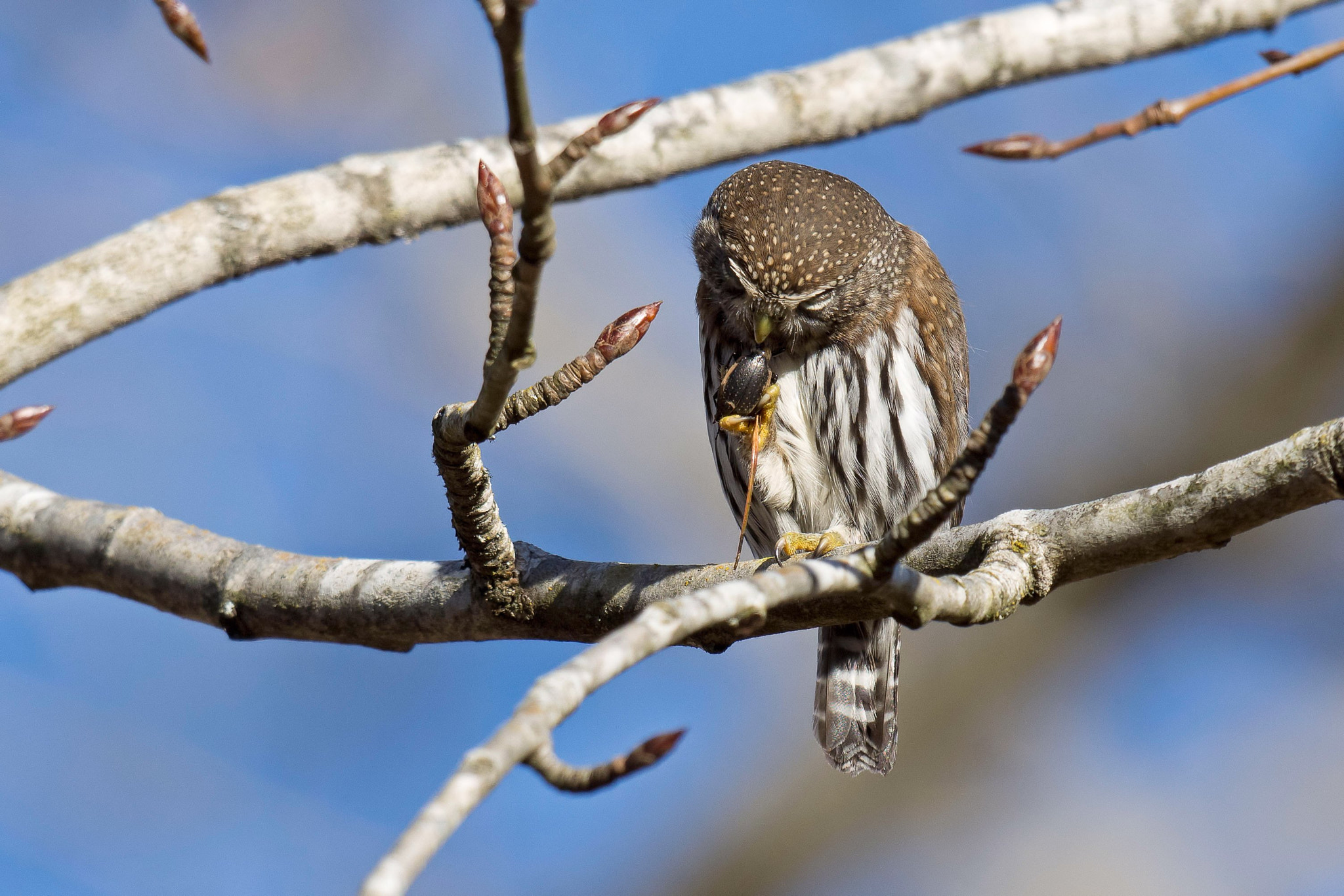 Nikon D7200 + Nikon AF-S Nikkor 500mm F4G ED VR sample photo. Northern pygmy-owl photography