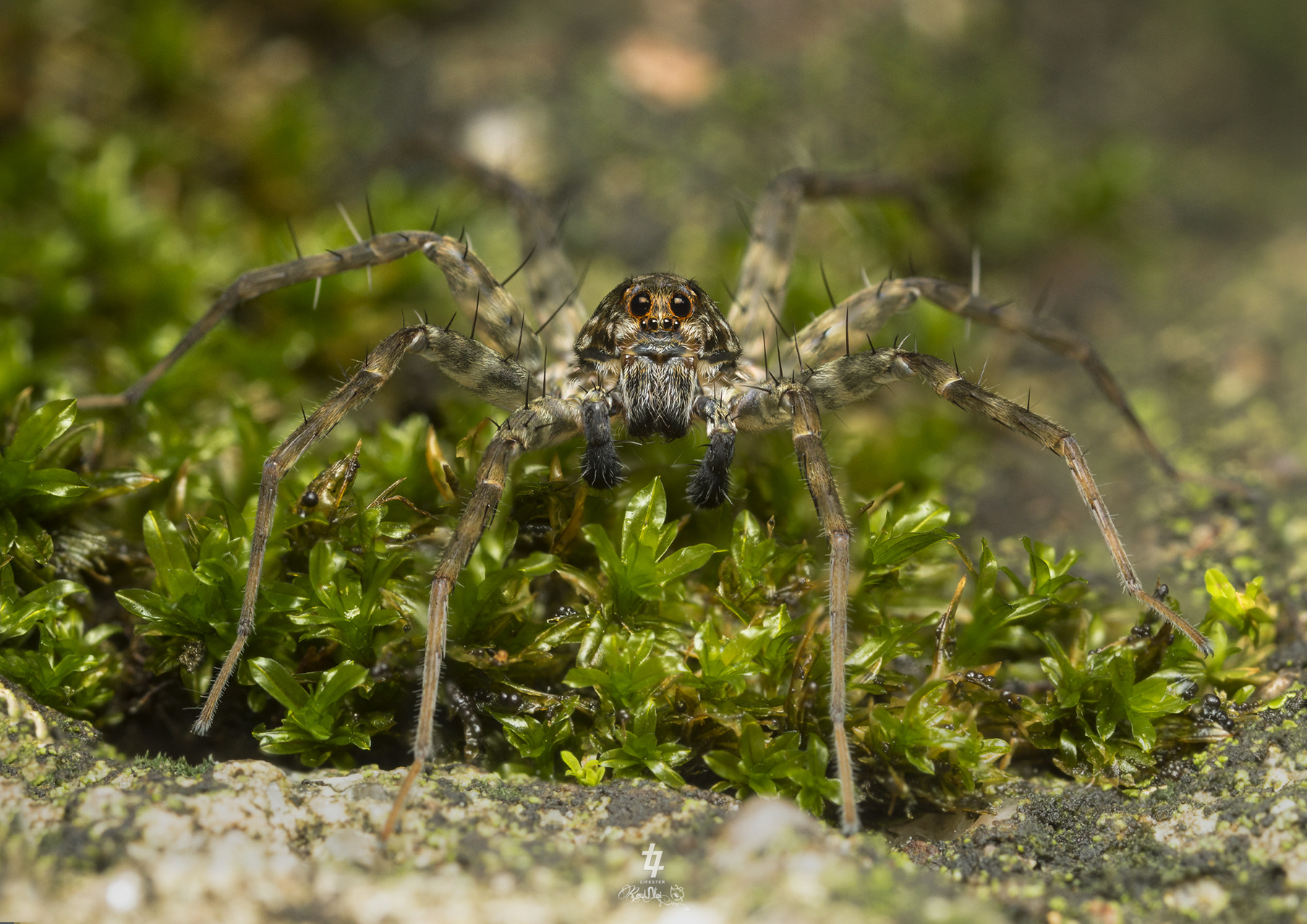 Canon MP-E 65mm F2.5 1-5x Macro Photo sample photo. Wolf spider photography