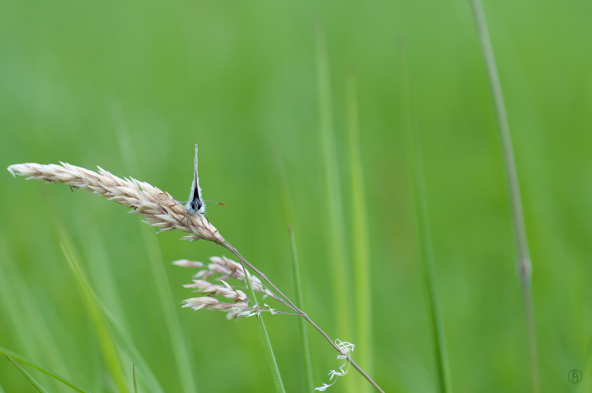 Nikon D300 + Nikon AF Micro-Nikkor 60mm F2.8D sample photo. Azuré commun (polyommatus icarus) photography