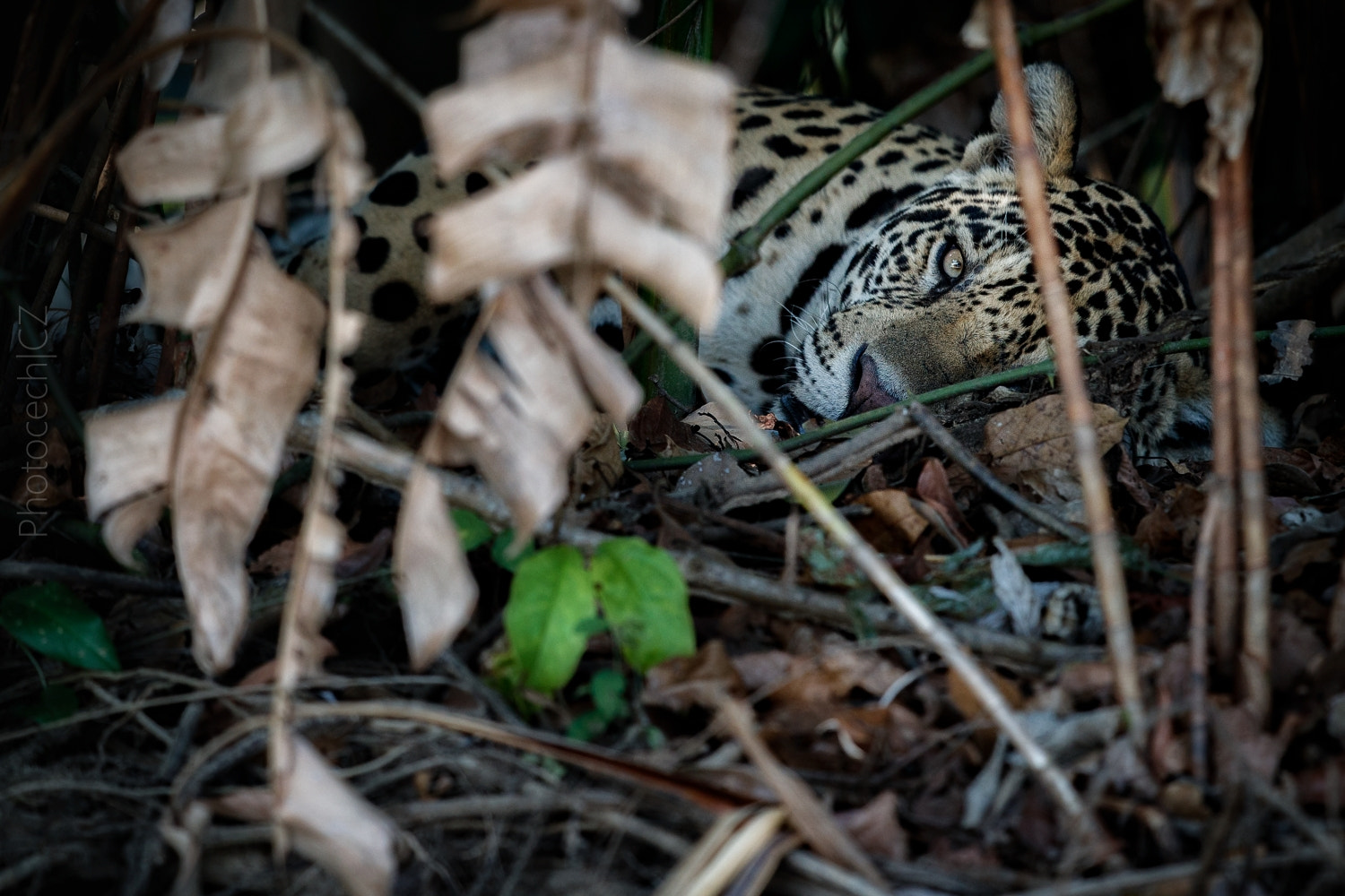 Canon EF 300mm F2.8L IS II USM sample photo. Panthera onca photography