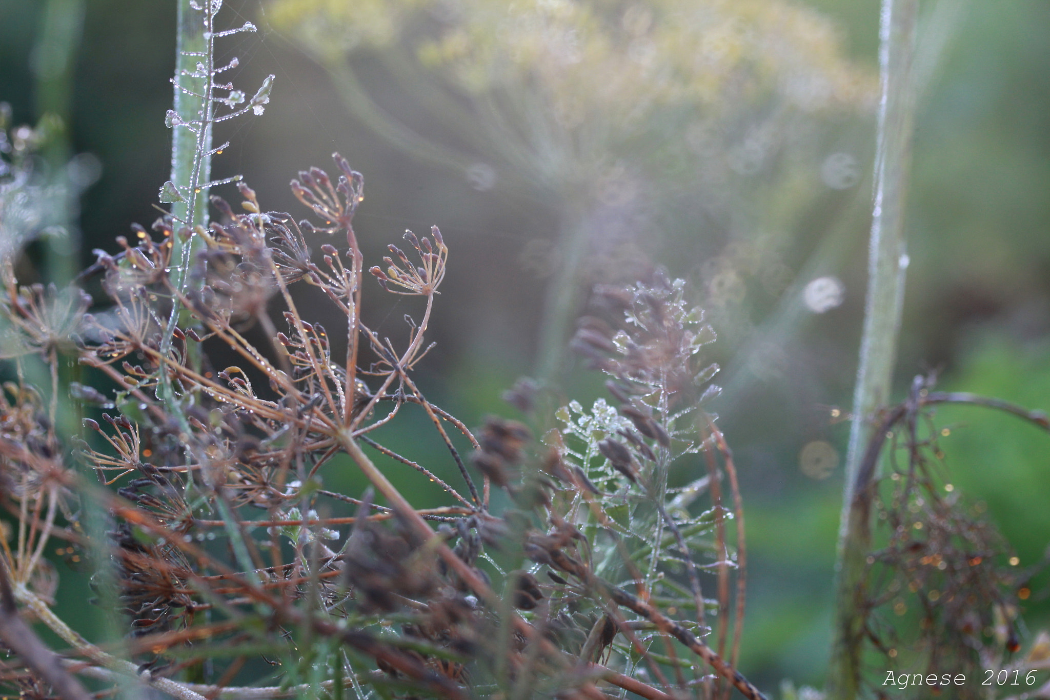 Canon EF-S 60mm F2.8 Macro USM sample photo. Img photography