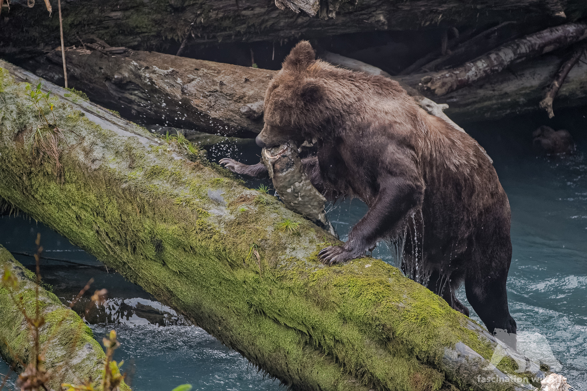 Sigma 150-600mm F5-6.3 DG OS HSM | S sample photo. Grizzly with catch photography