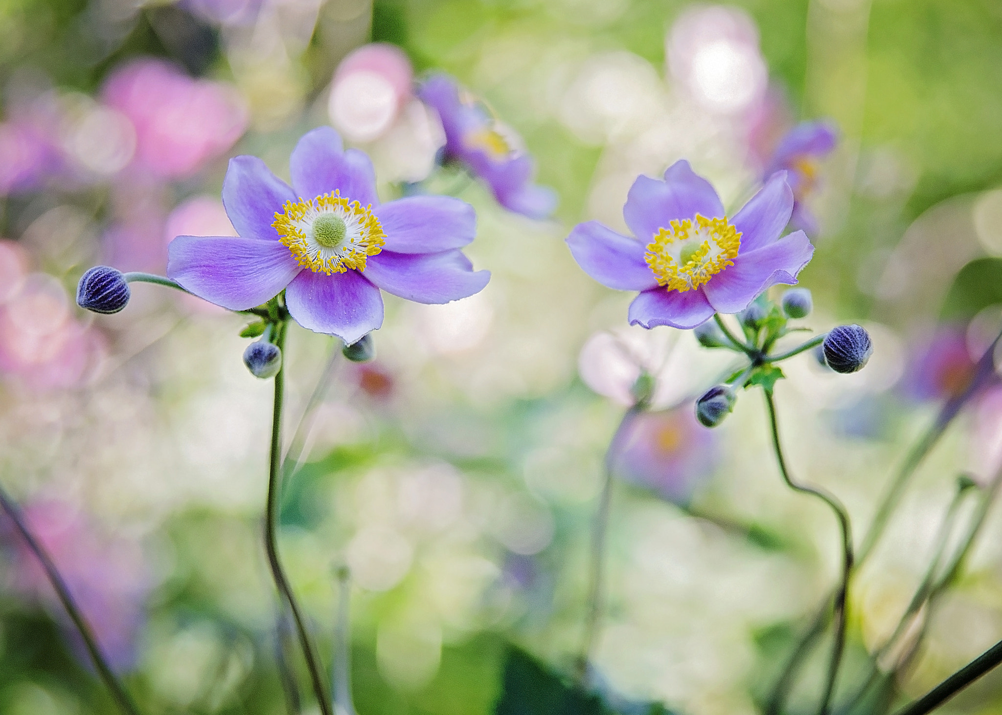 Sigma 24-70mm F2.8 EX DG HSM sample photo. Sisters photography