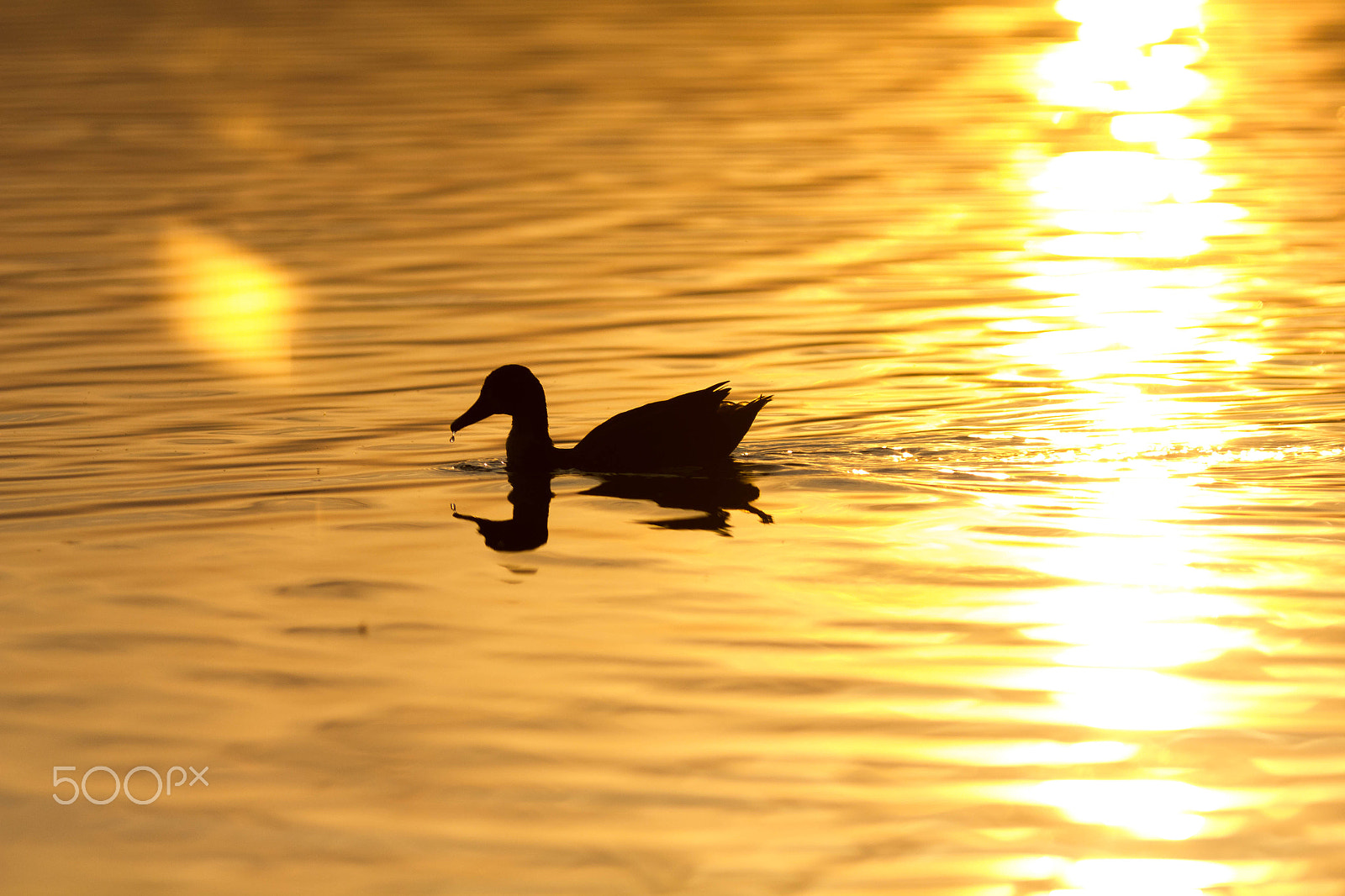 Canon EOS 550D (EOS Rebel T2i / EOS Kiss X4) + Sigma 70-200mm F2.8 EX DG OS HSM sample photo. Duck into the sunset photography