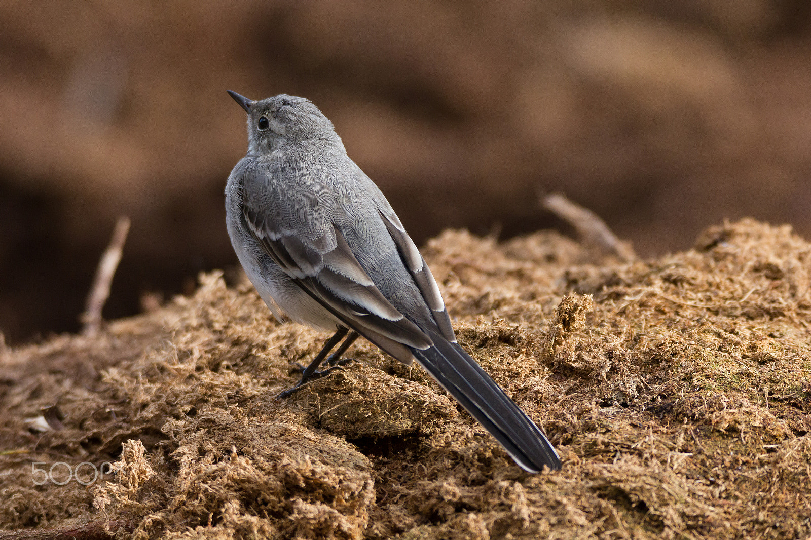 Tamron SP 150-600mm F5-6.3 Di VC USD sample photo. Bird photography
