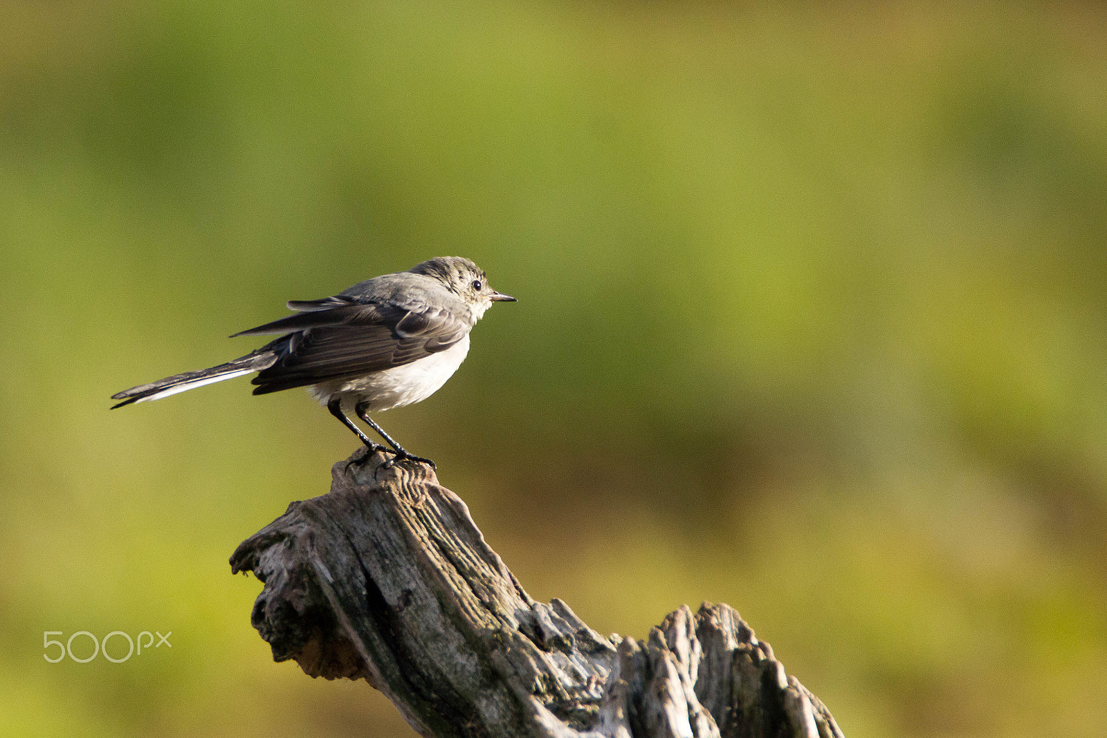 Tamron SP 150-600mm F5-6.3 Di VC USD sample photo. Bird photography