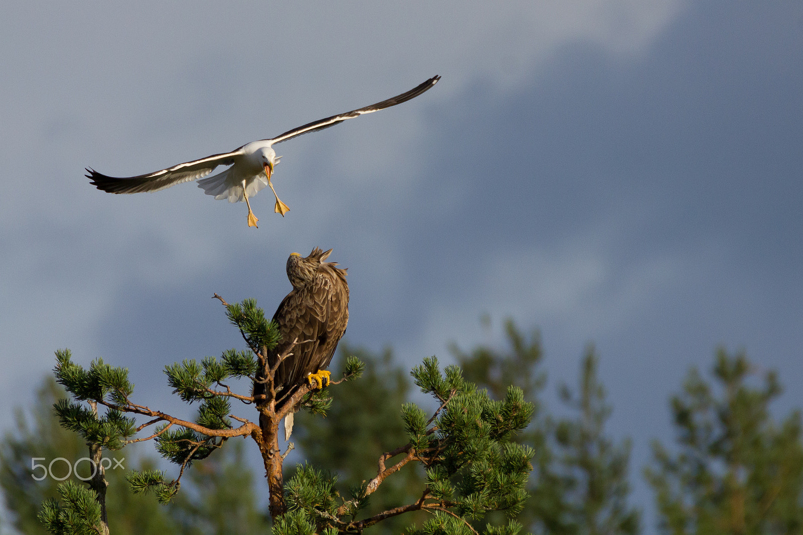 Tamron SP 150-600mm F5-6.3 Di VC USD sample photo. A brave seagull photography