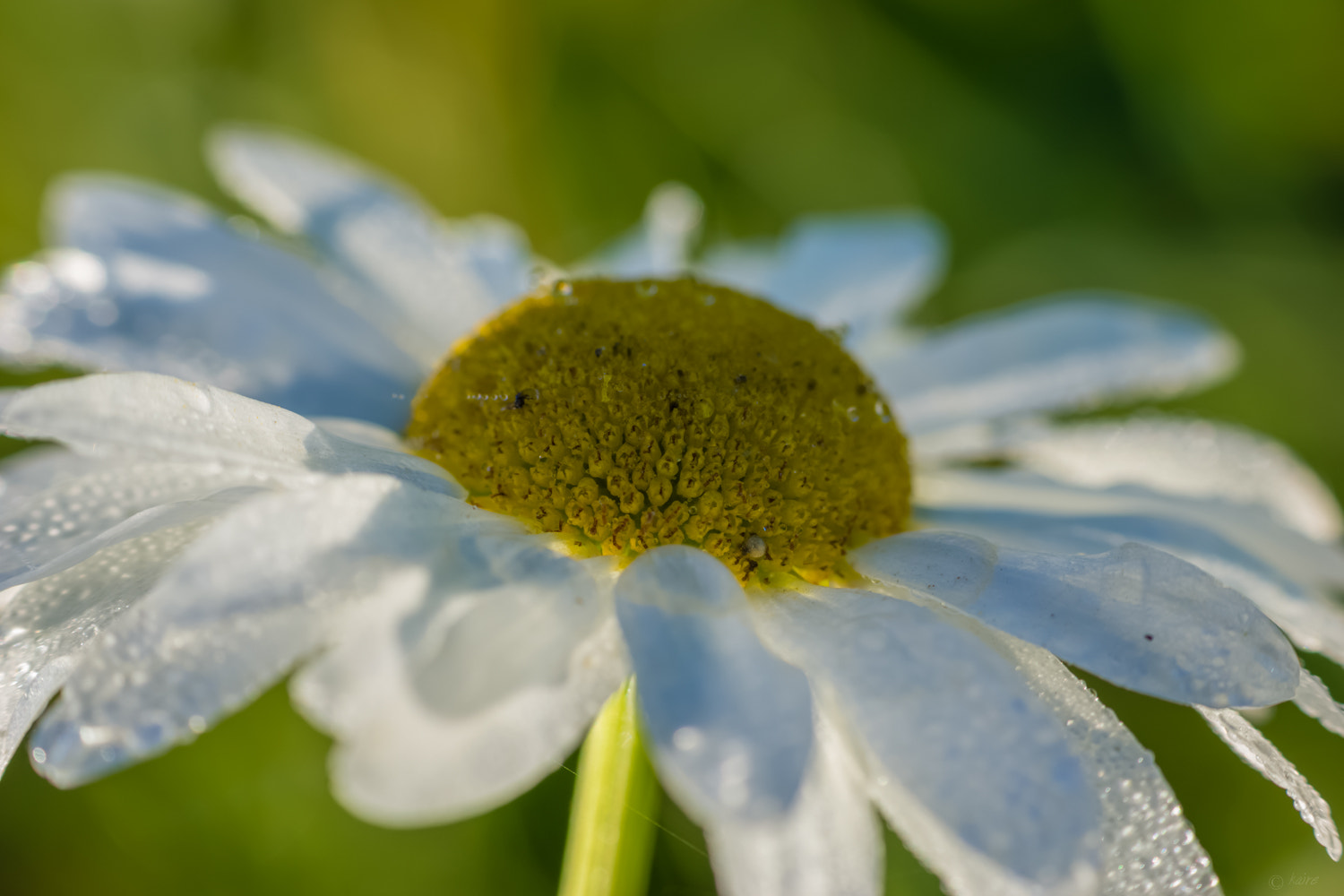 Sony SLT-A77 sample photo. Misty daisy photography