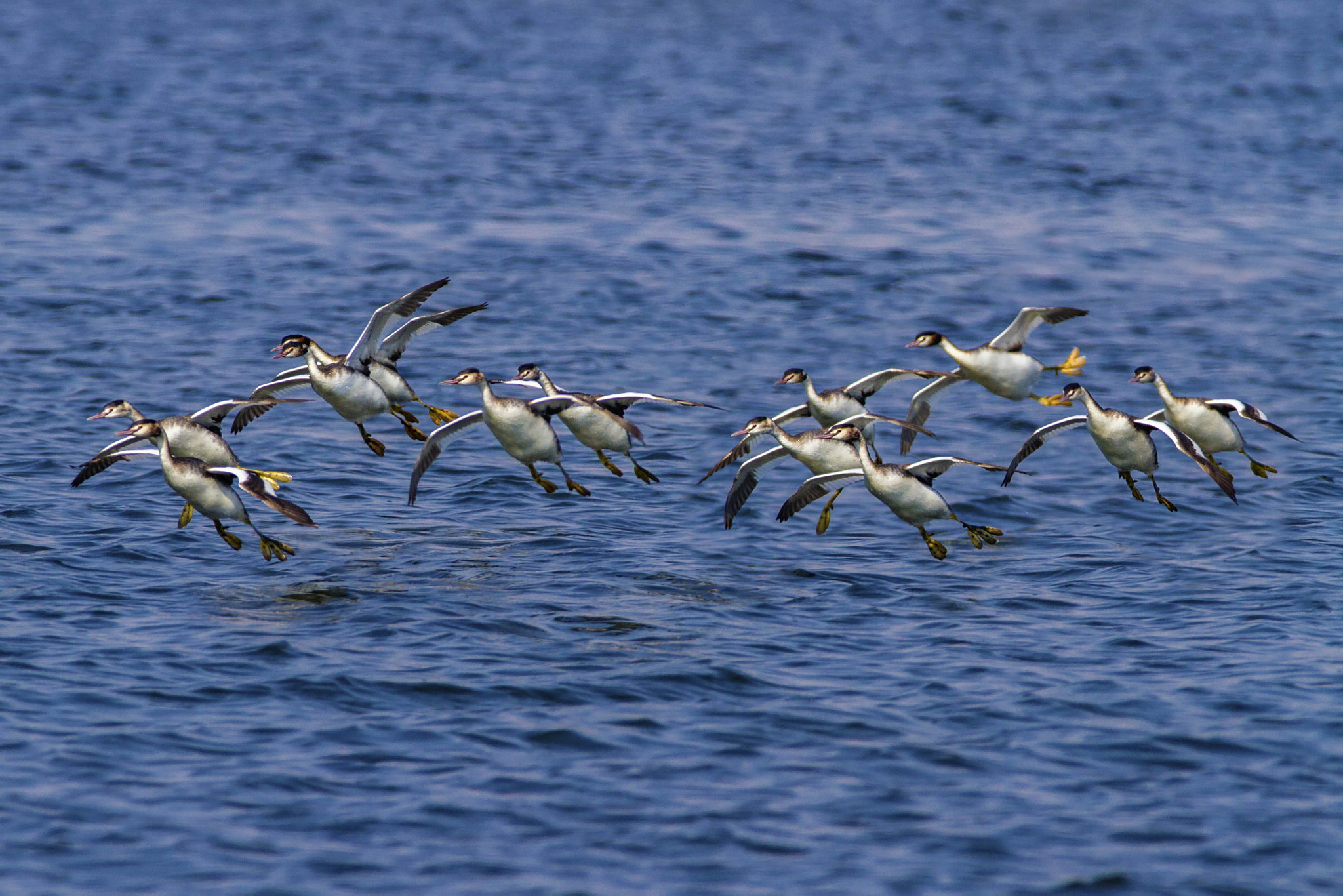 Canon EOS 7D + Canon EF 300mm f/2.8L + 1.4x sample photo. Great crested grebe photography