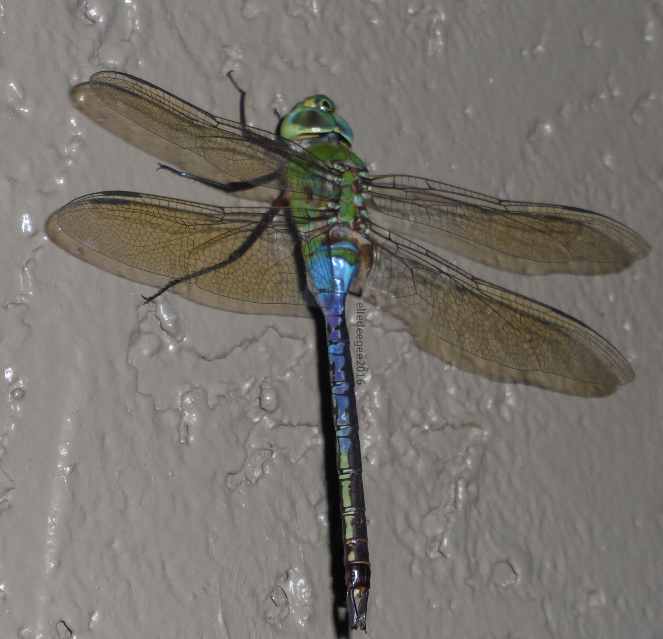 Panasonic Lumix DMC-ZS25 (Lumix DMC-TZ35) sample photo. Shiny colorful dragonfly photography