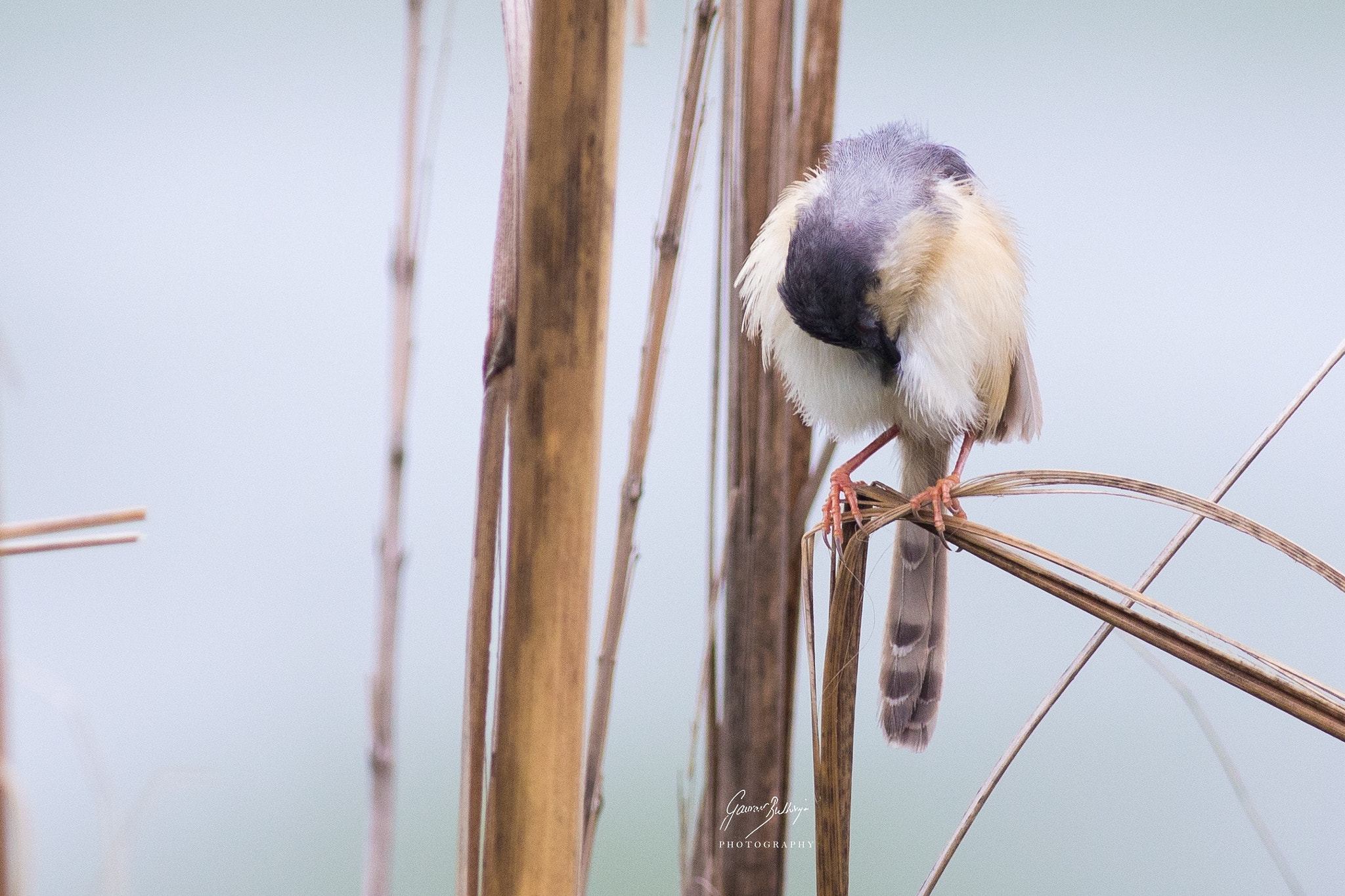 Canon EOS 6D + Canon EF 400mm F5.6L USM sample photo. Ashy prinia haryana rohtak august 16. photography