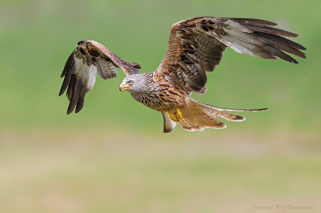 Canon EF 600mm F4L IS II USM sample photo. Red kite photography