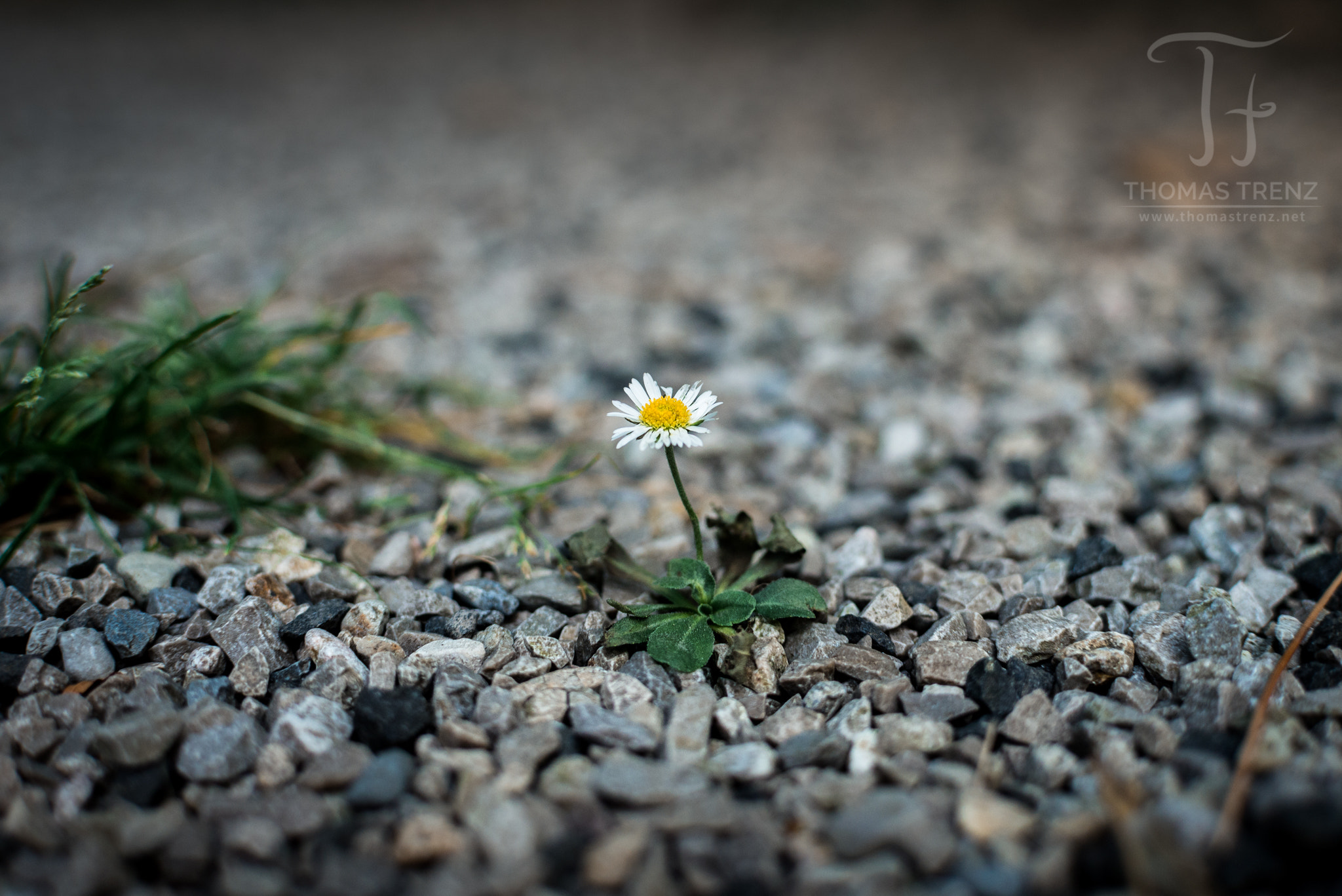 Nikon D600 + Nikon AF-S DX Nikkor 35mm F1.8G sample photo. Wonder of life photography