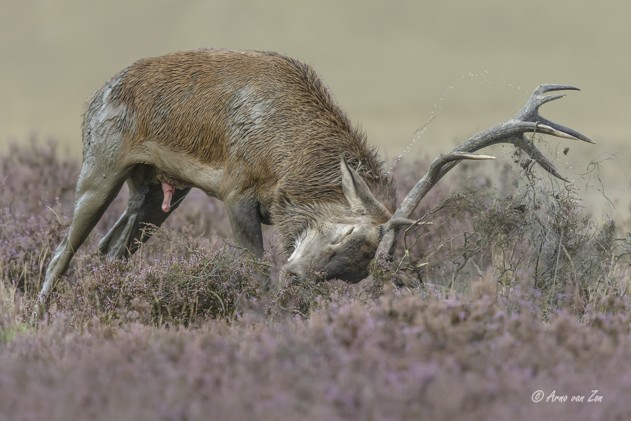 Canon EF 600mm F4L IS II USM sample photo. Testosterone... photography
