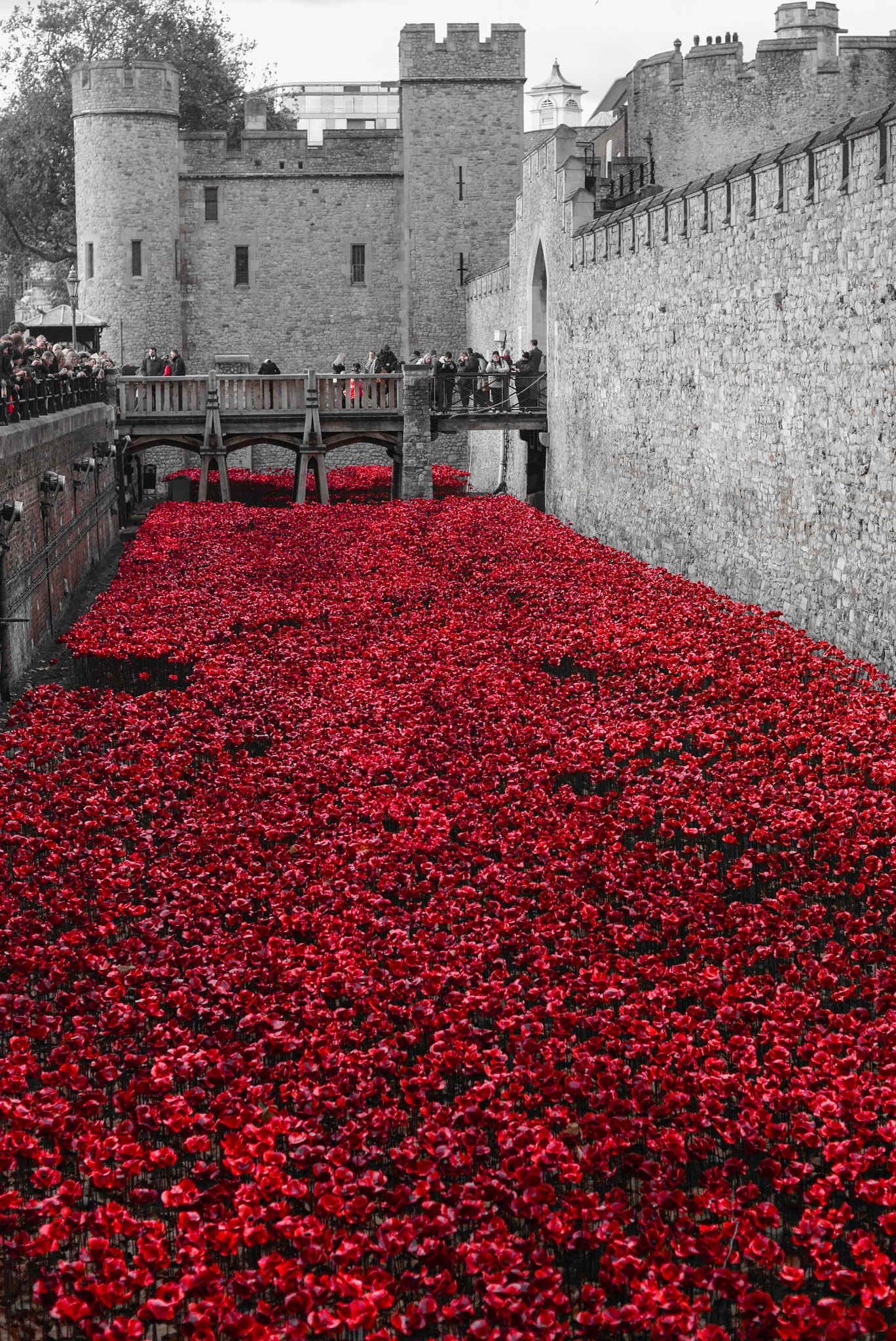 Nikon D800E + Nikon AF Nikkor 50mm F1.4D sample photo. Poppies at the tower of london photography