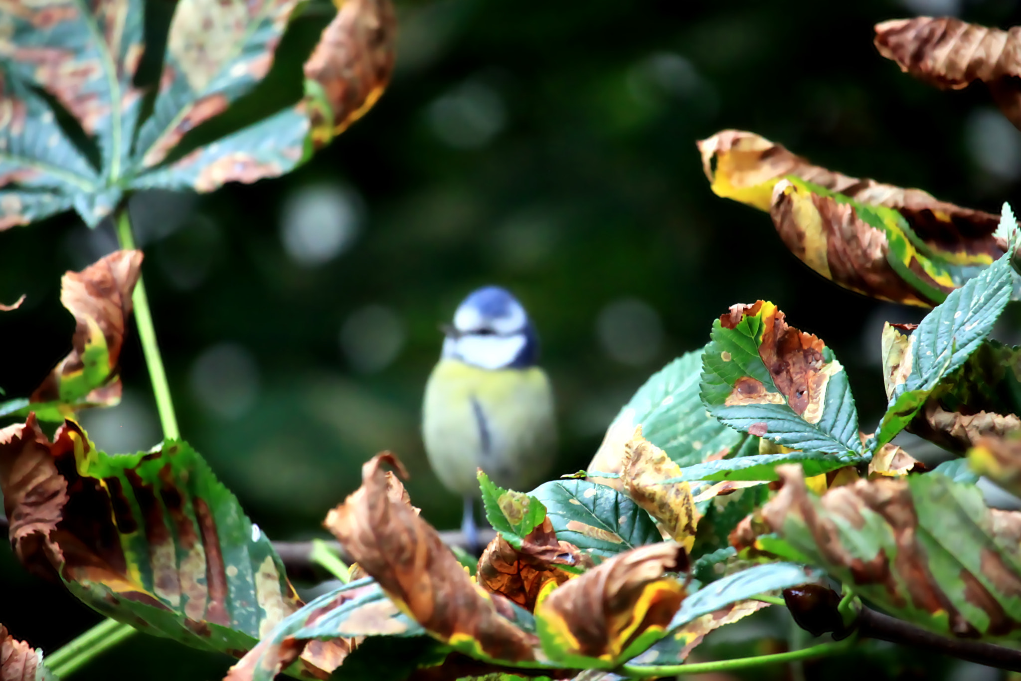 Canon EF-S 55-250mm F4-5.6 IS STM sample photo. Little bluetit photography