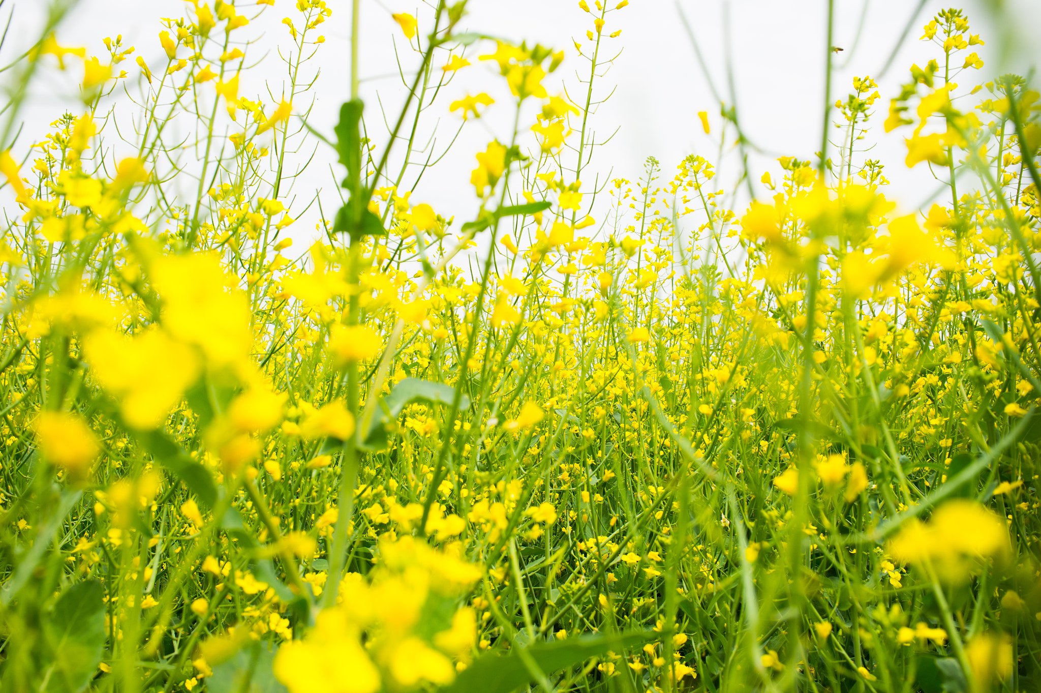 Nikon Df sample photo. Yellow sea photography