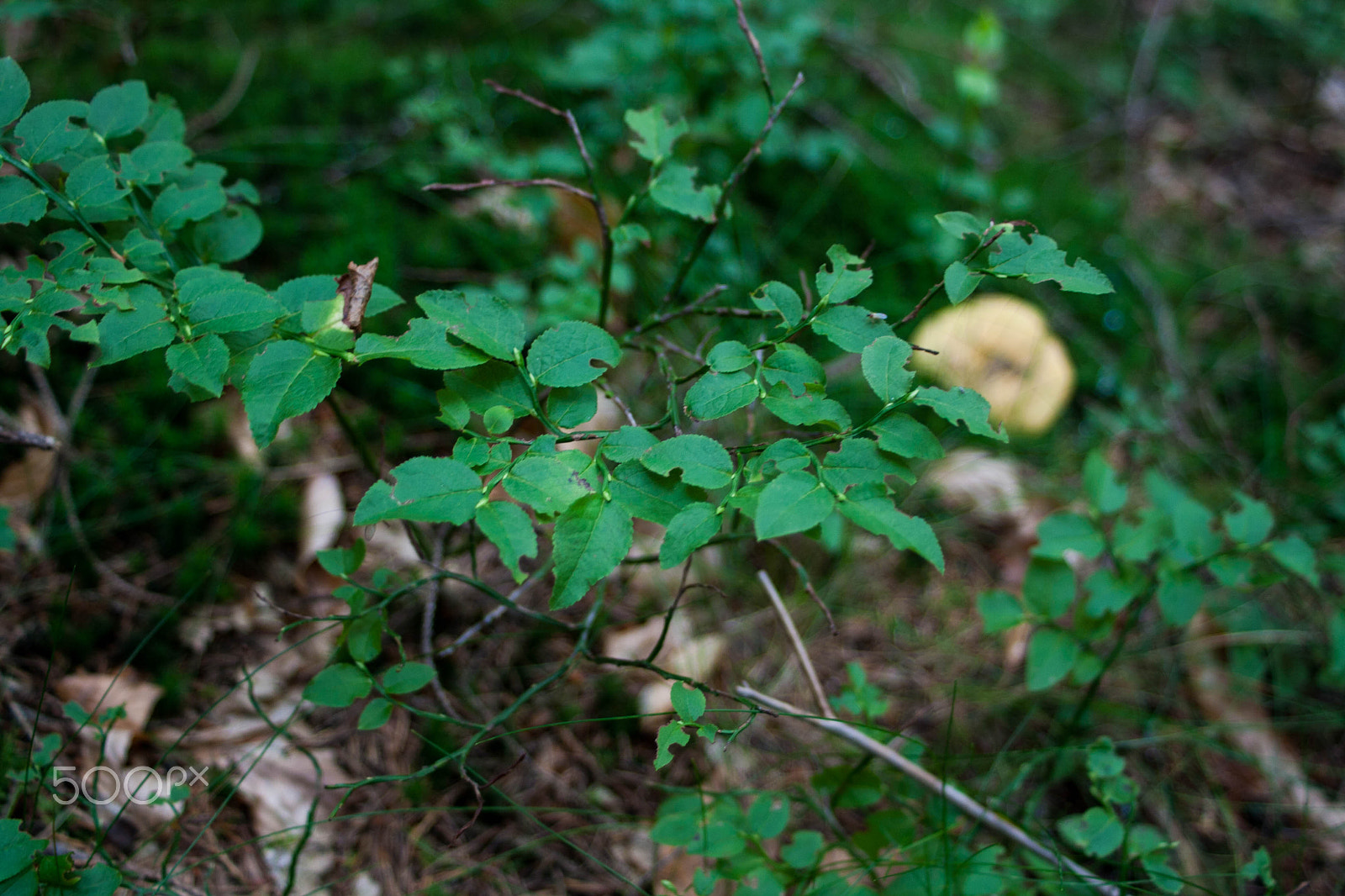 Canon EF 28-80mm f/3.5-5.6 sample photo. Img photography