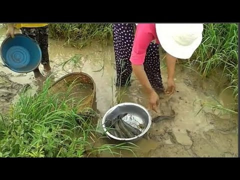 Net Fishing In Battambang Province - Khmer Cast Net Fishing -Cambodian Traditional Fishing (Part 68)