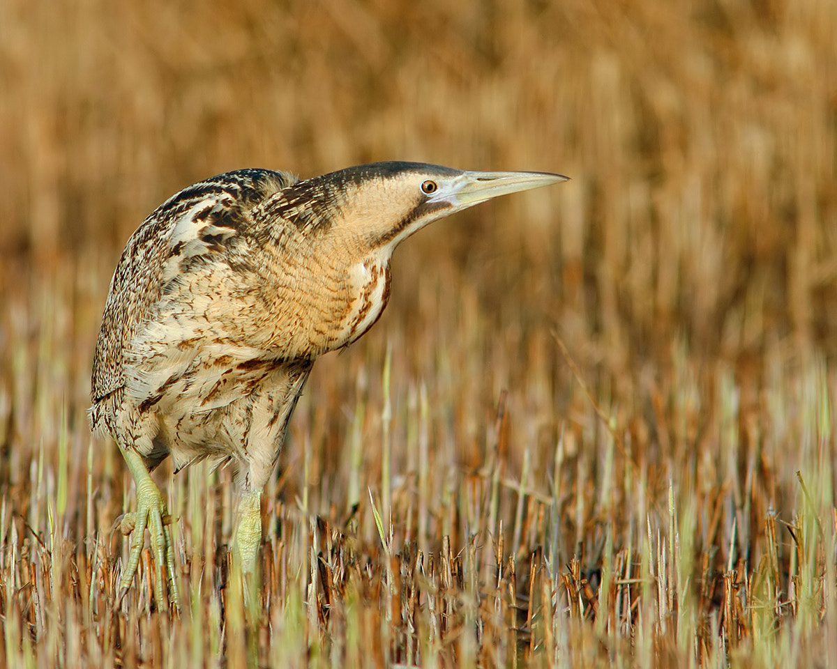Canon EOS 30D sample photo. Great  bittern photography