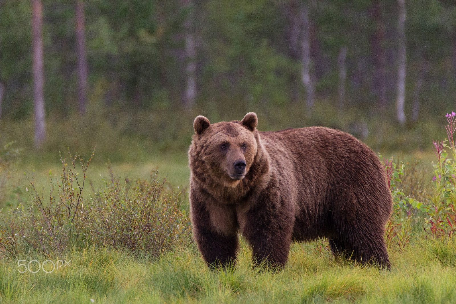 Tamron SP 150-600mm F5-6.3 Di VC USD sample photo. Bear photography