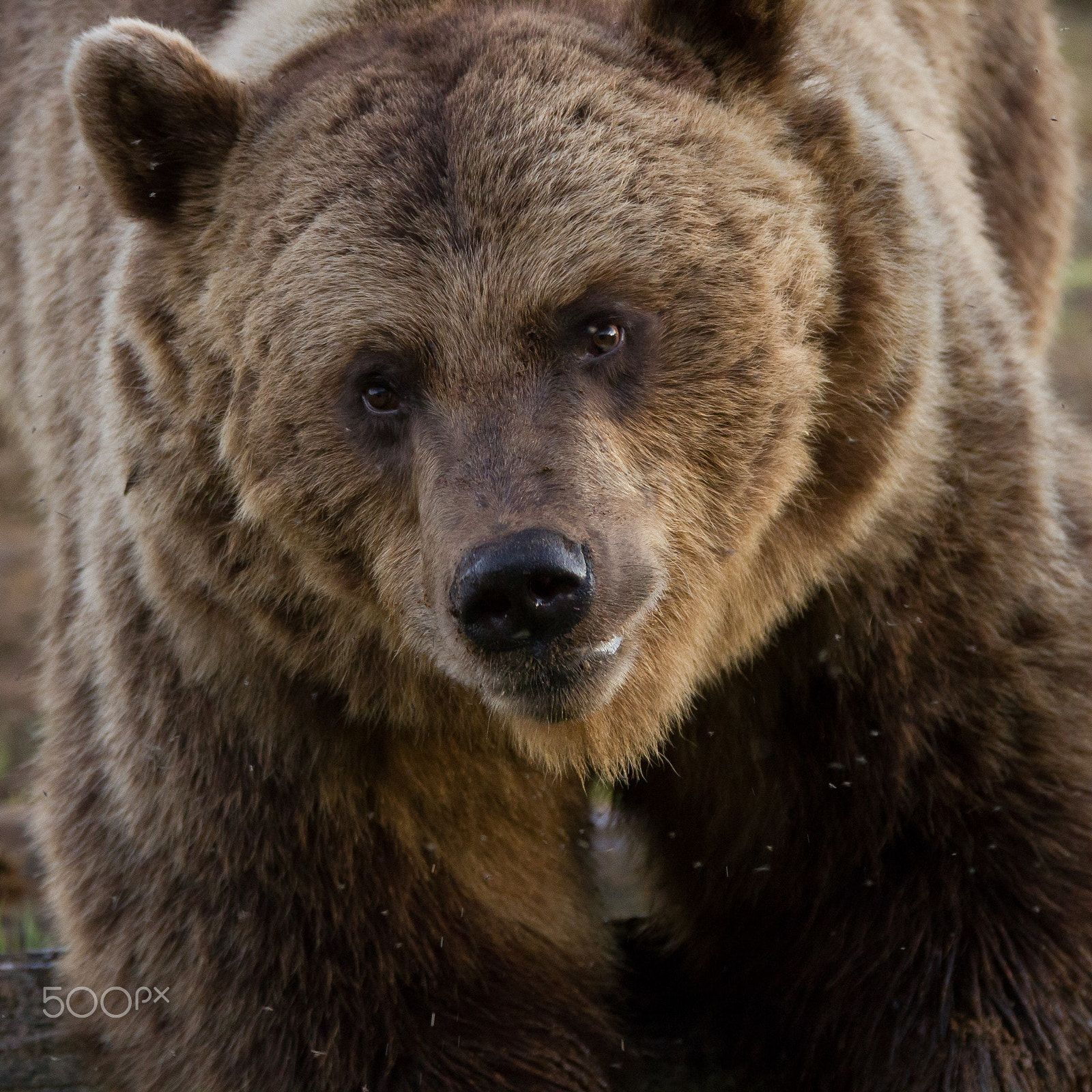 Tamron SP 150-600mm F5-6.3 Di VC USD sample photo. Bear photography