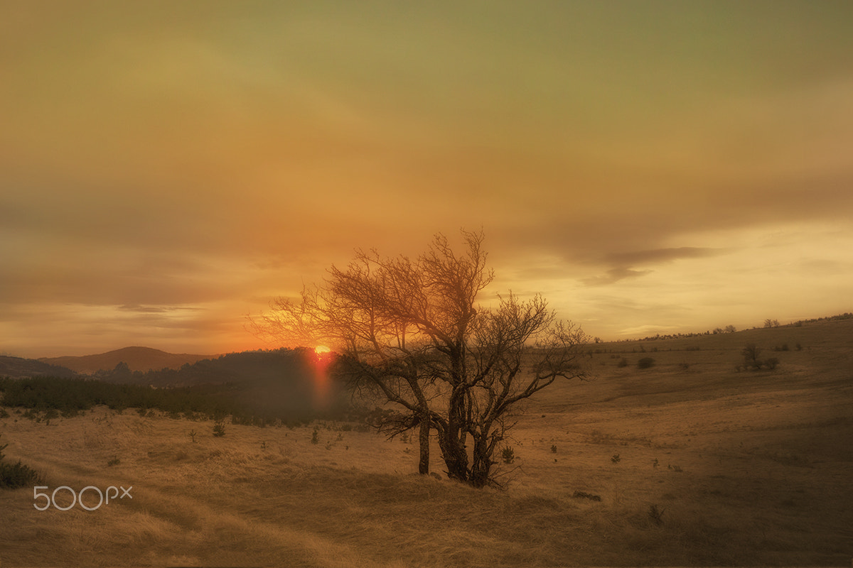 Panasonic Lumix G X Vario 12-35mm F2.8 ASPH Power OIS sample photo. Lonely tree photography