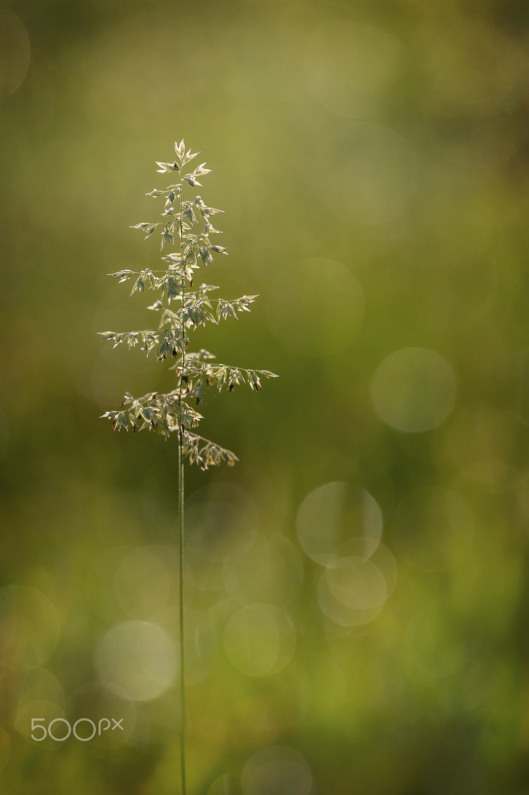 Sigma 150mm F2.8 EX DG Macro HSM sample photo. Green white photography