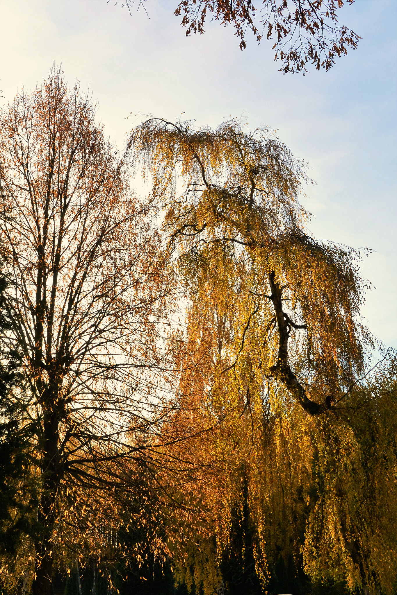 Nikon 1 J3 sample photo. Yellow tree photography