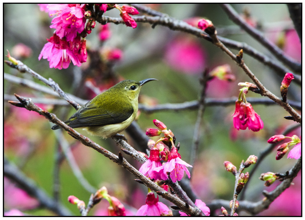 Nikon D800E + Sigma 50-500mm F4.5-6.3 DG OS HSM sample photo. 001.jpg photography